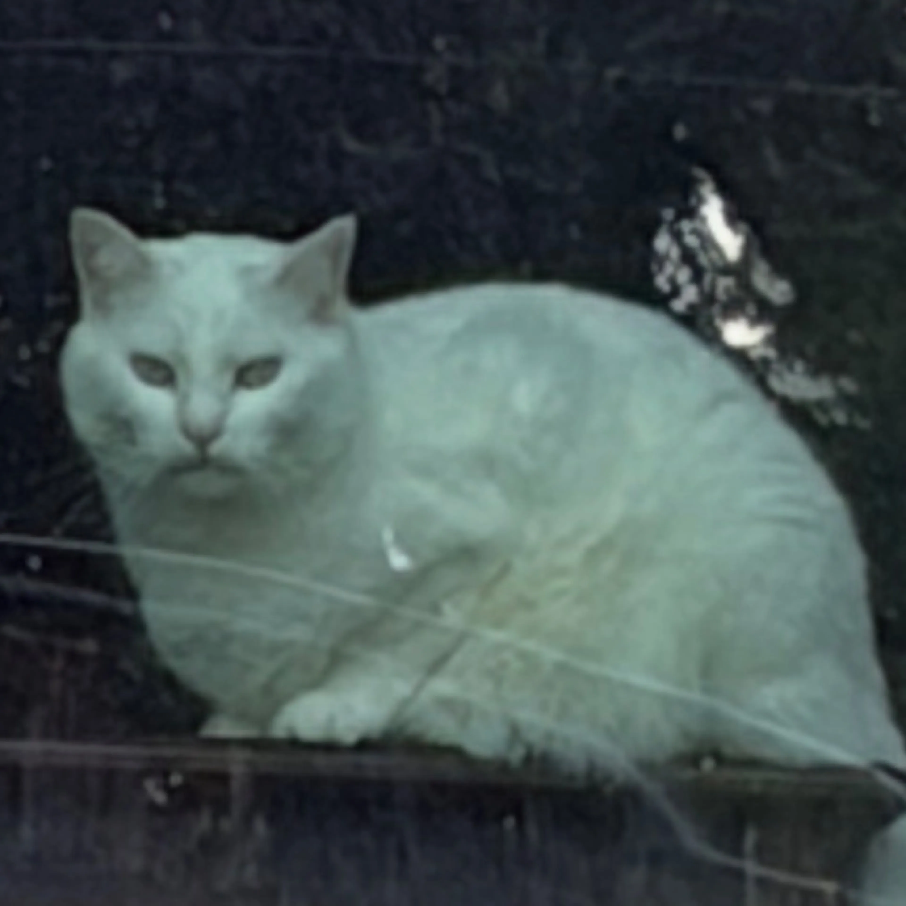 cdn image