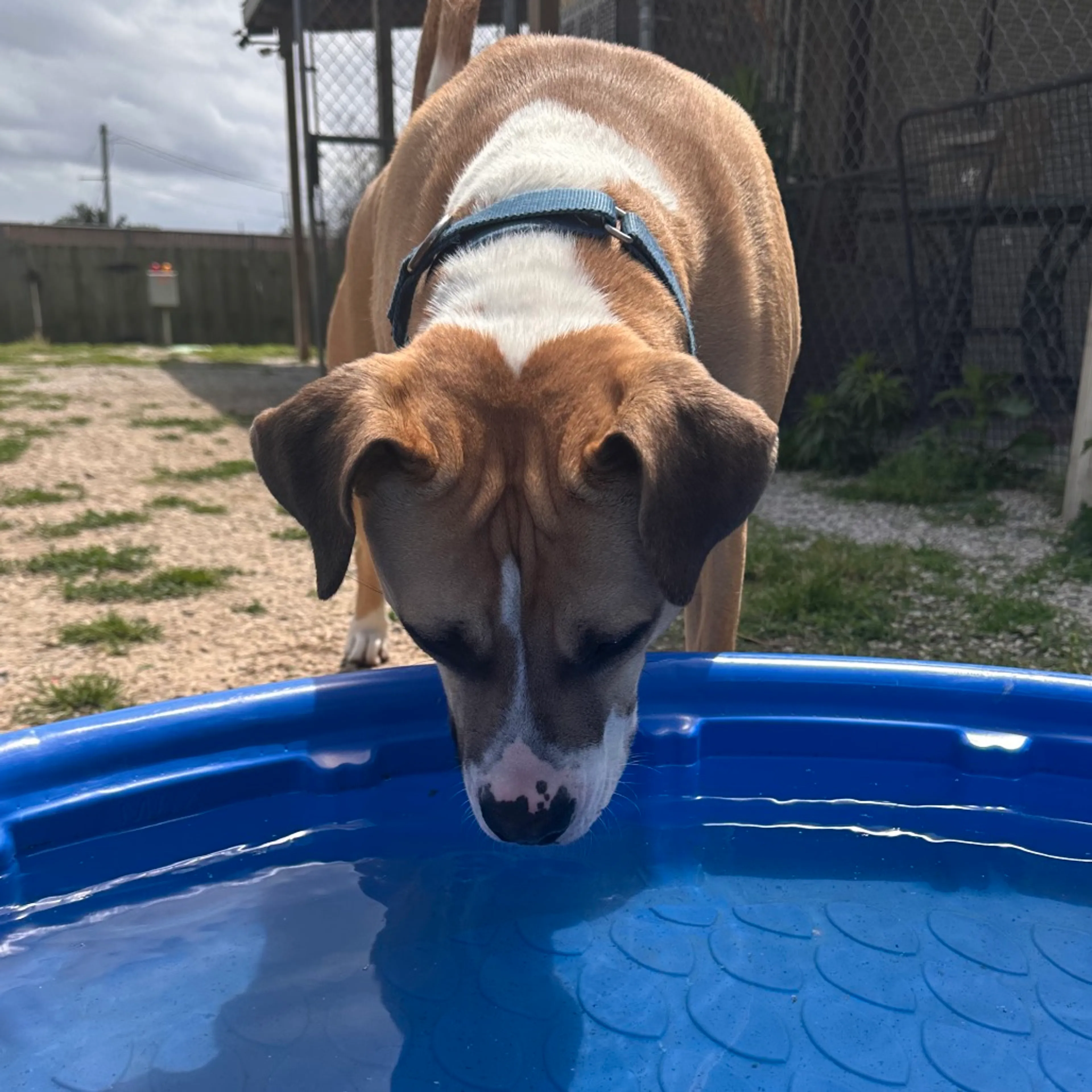cdn image