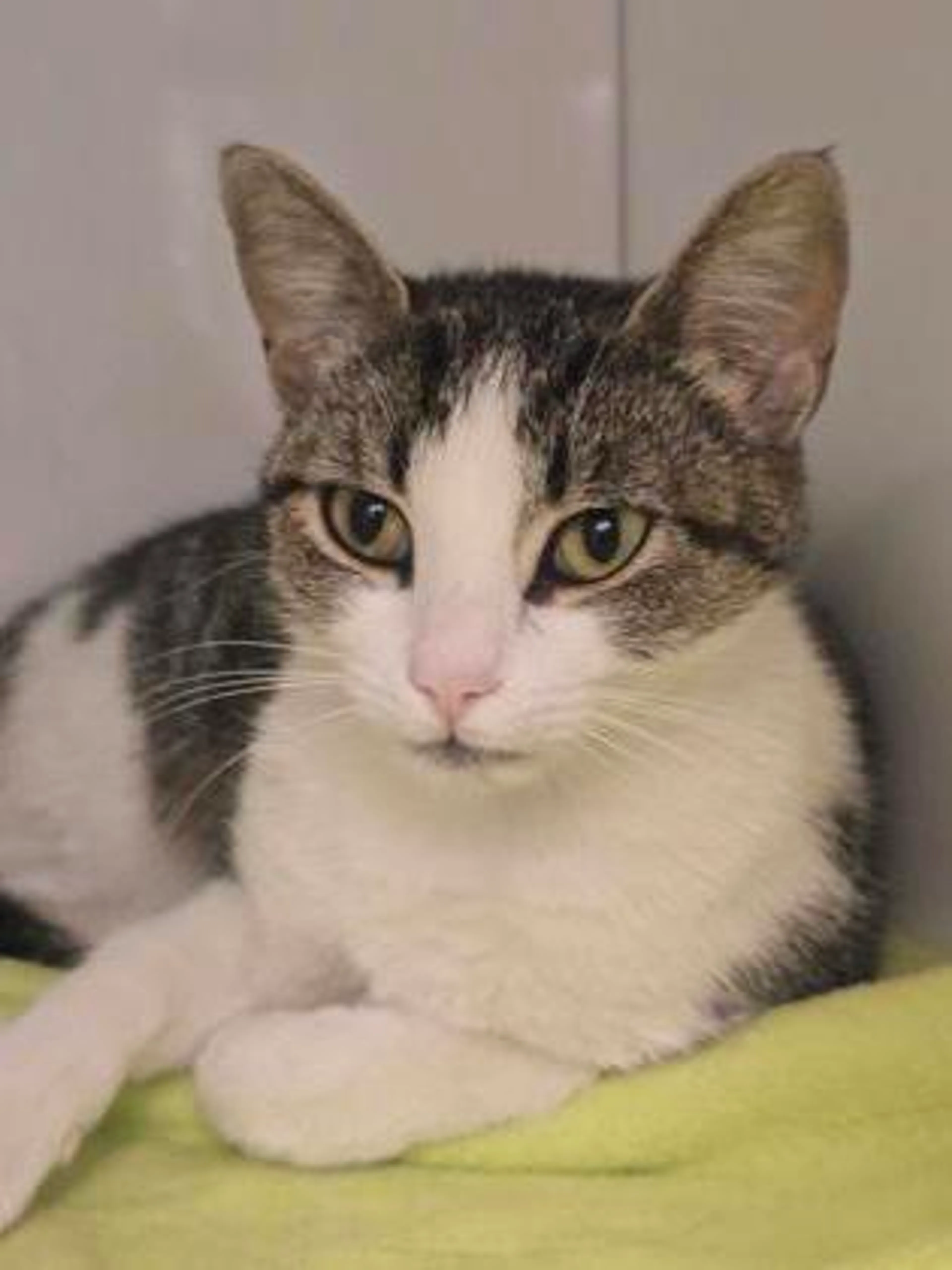 cdn image