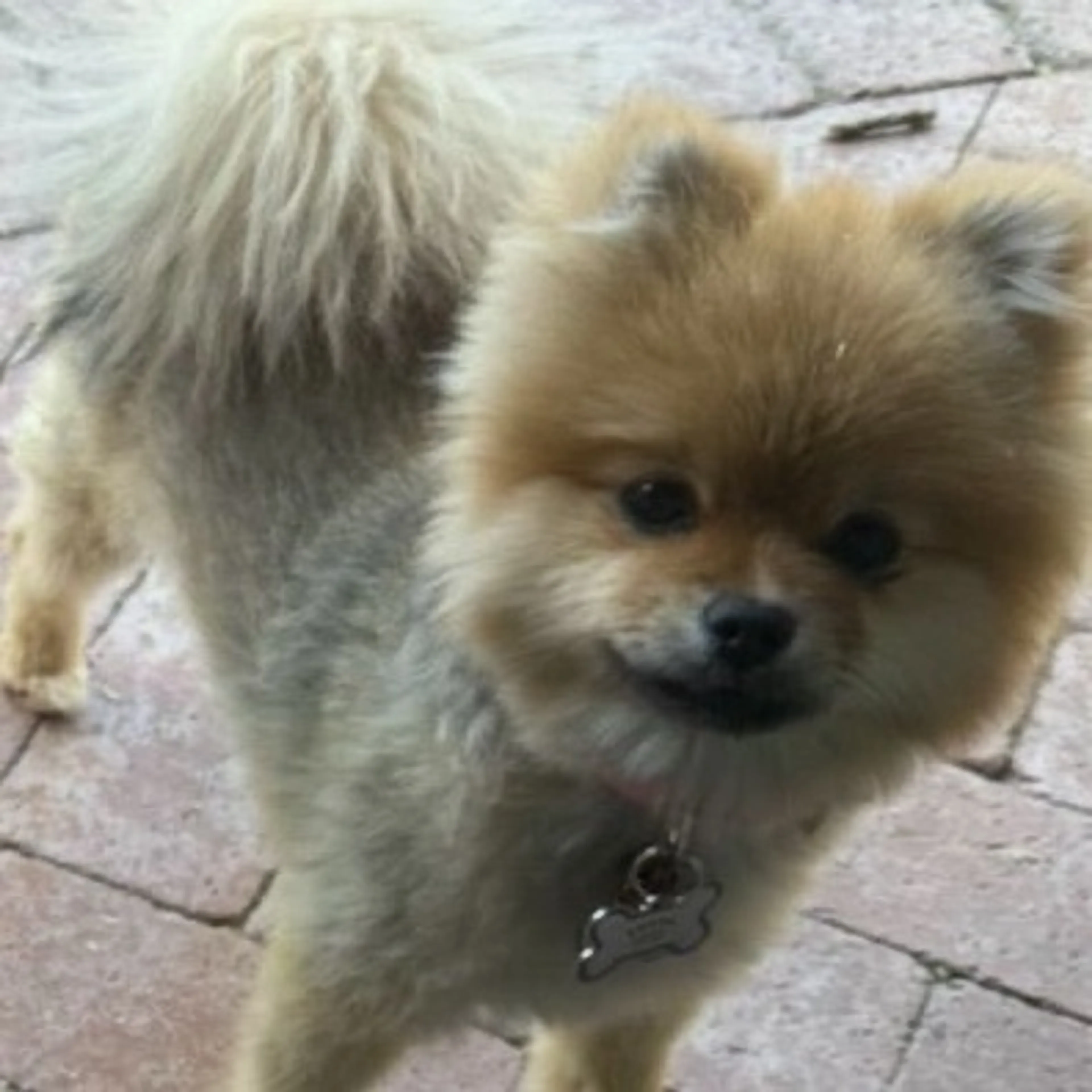 cdn image