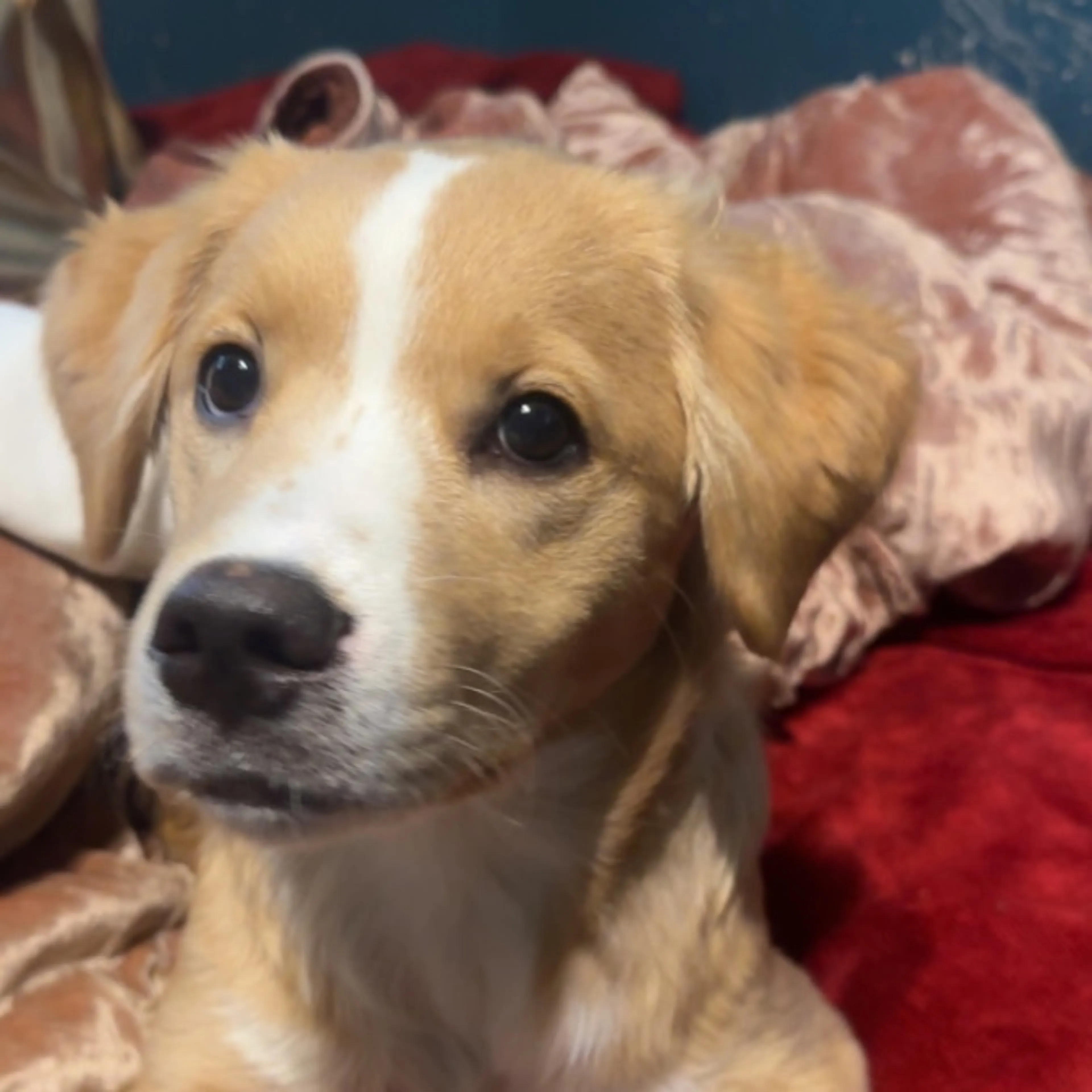 cdn image