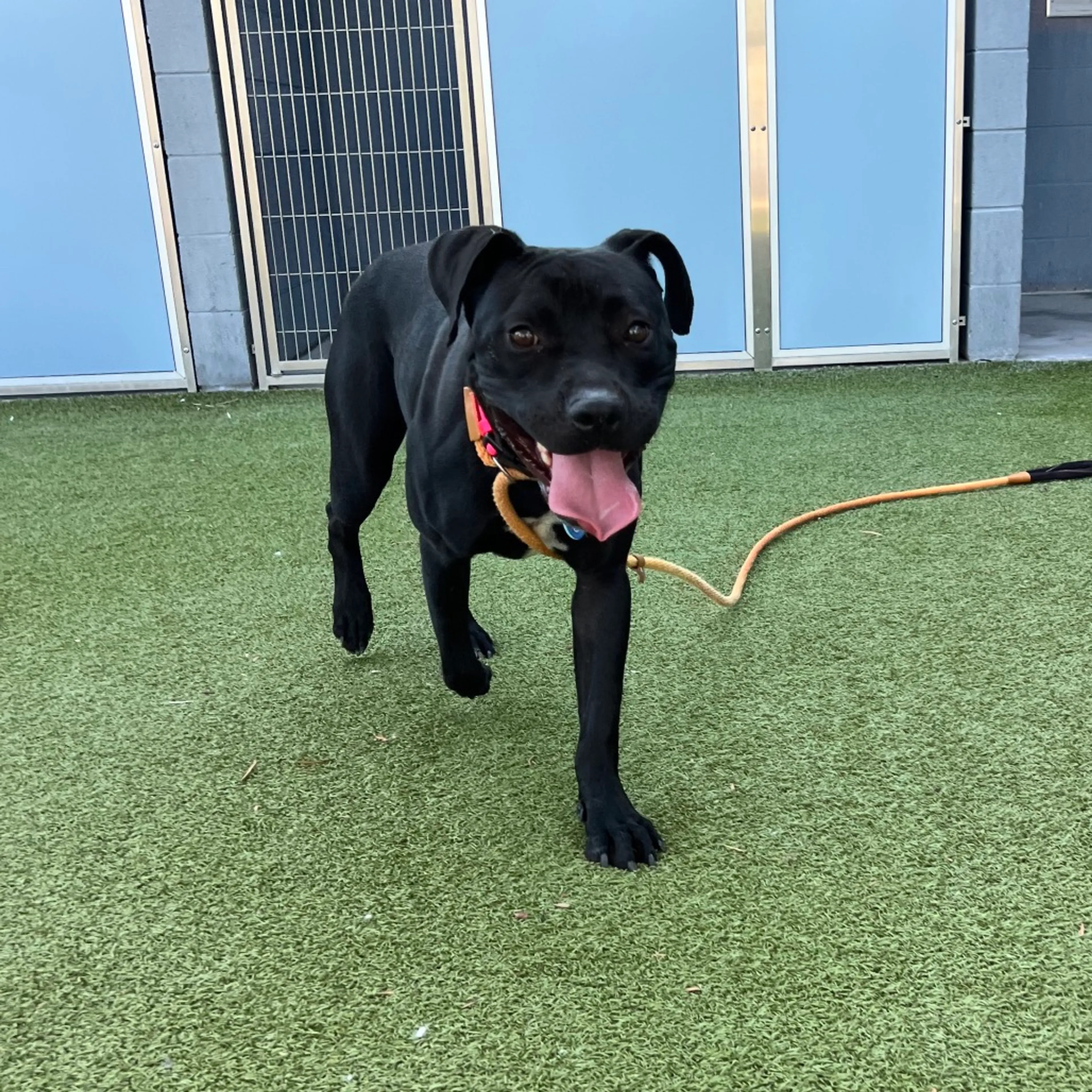 cdn image