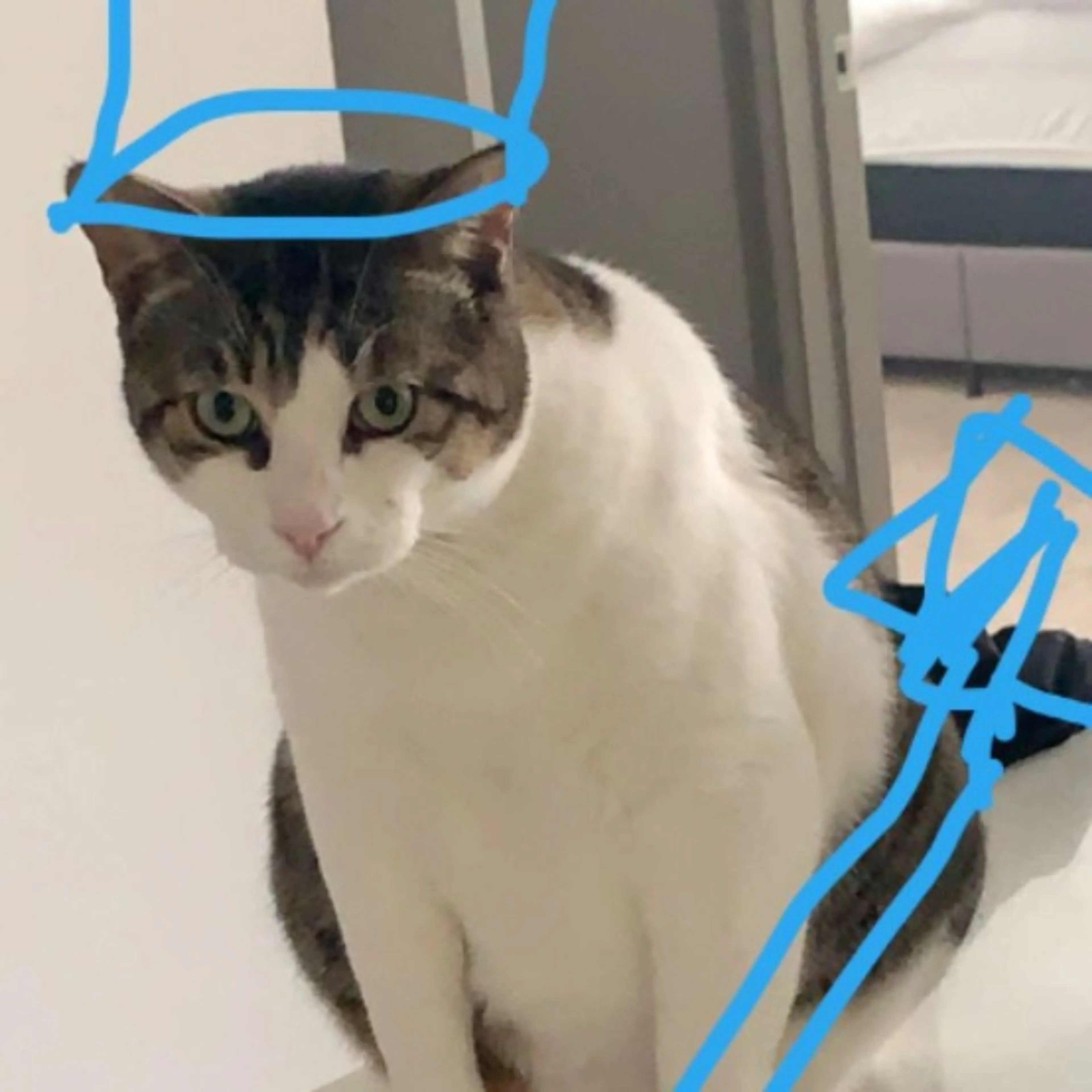 cdn image