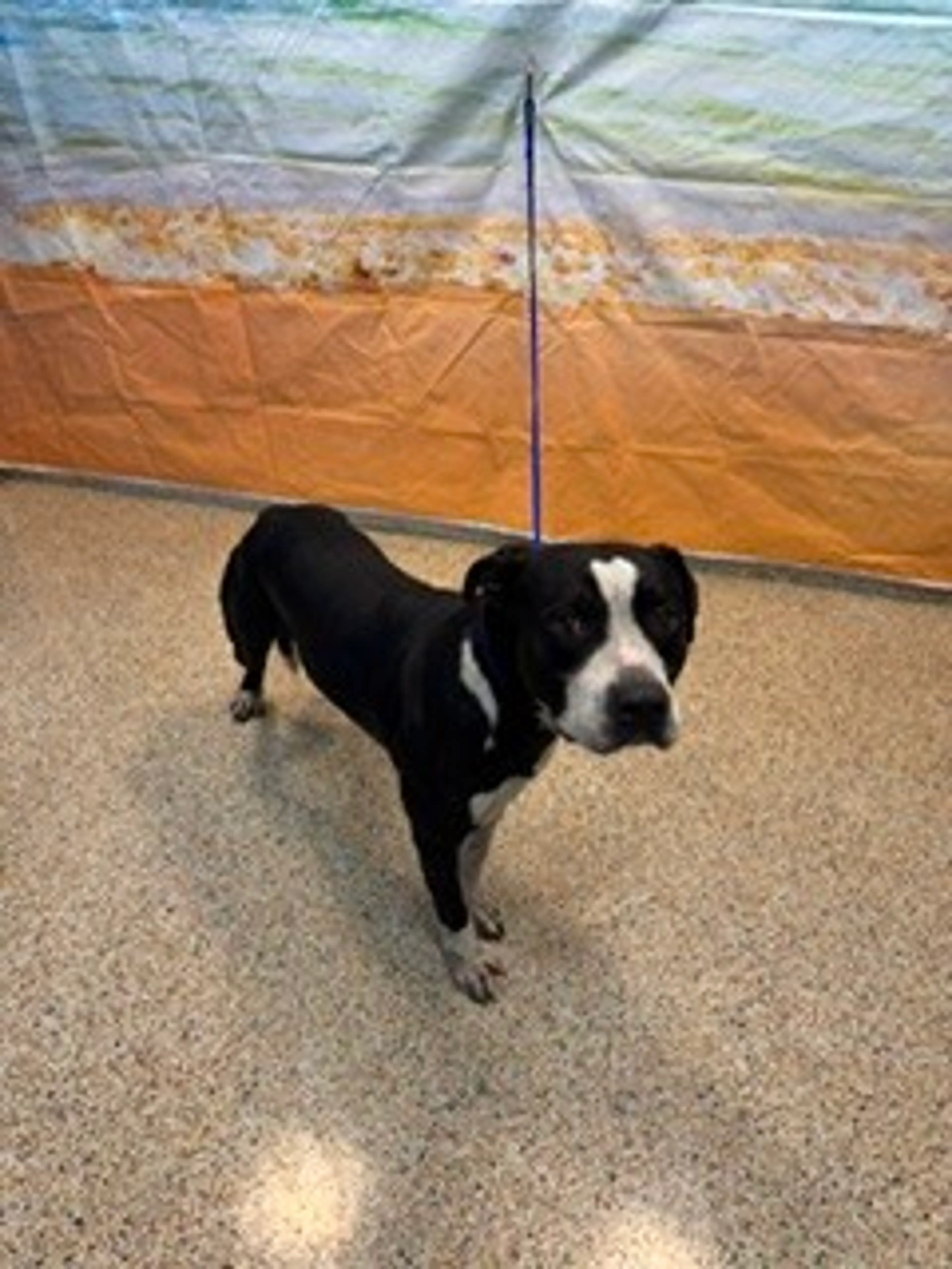 cdn image
