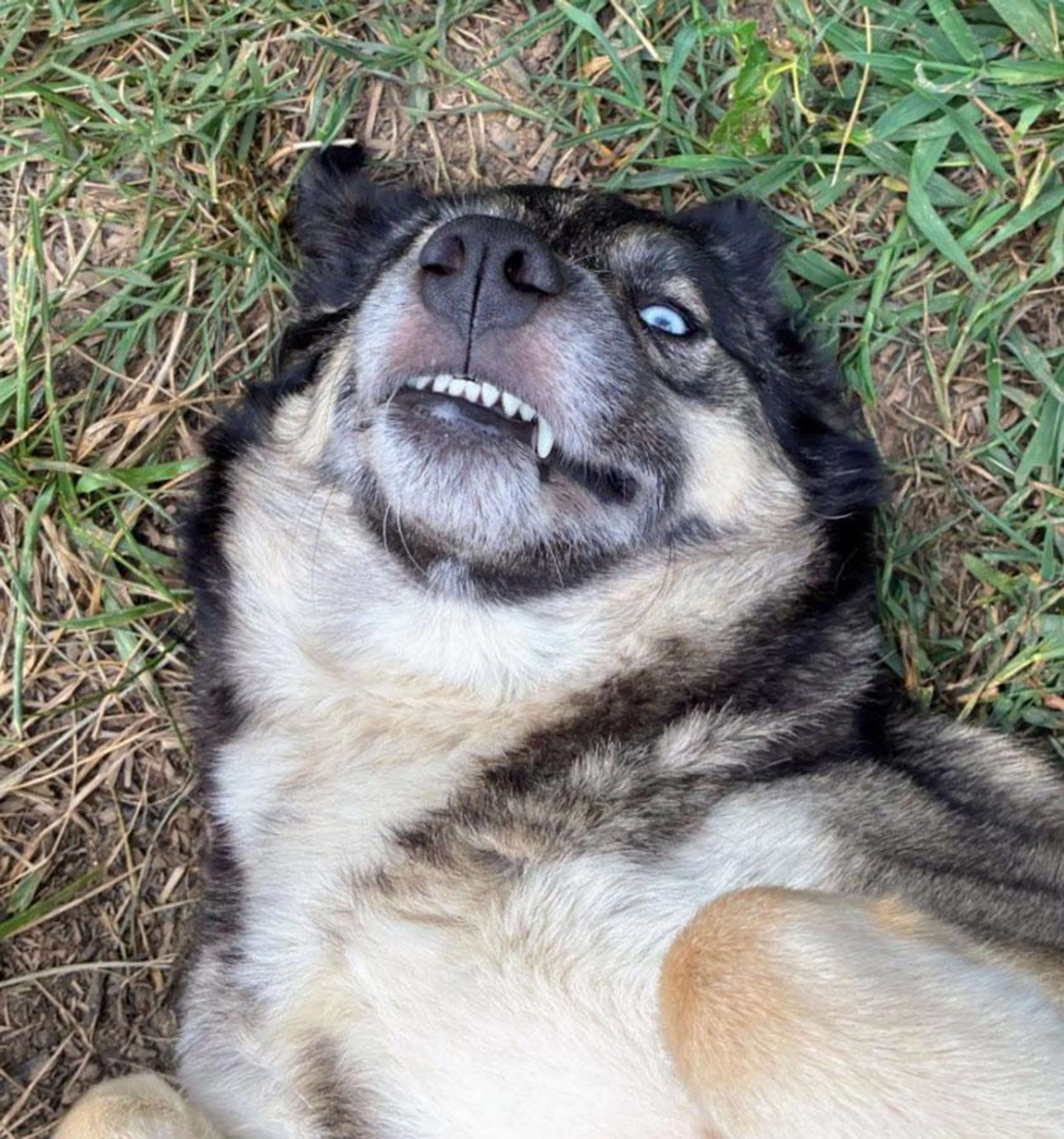 cdn image