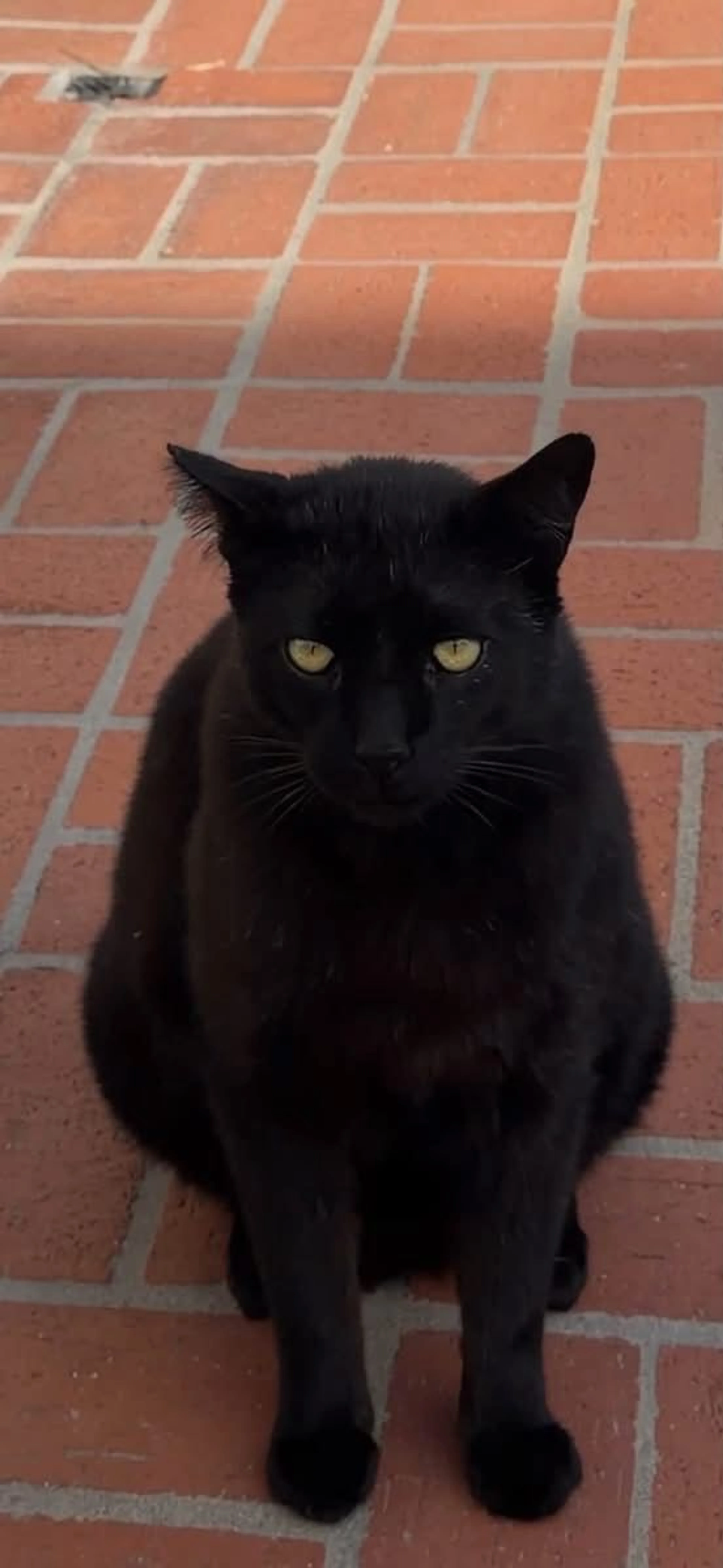 cdn image