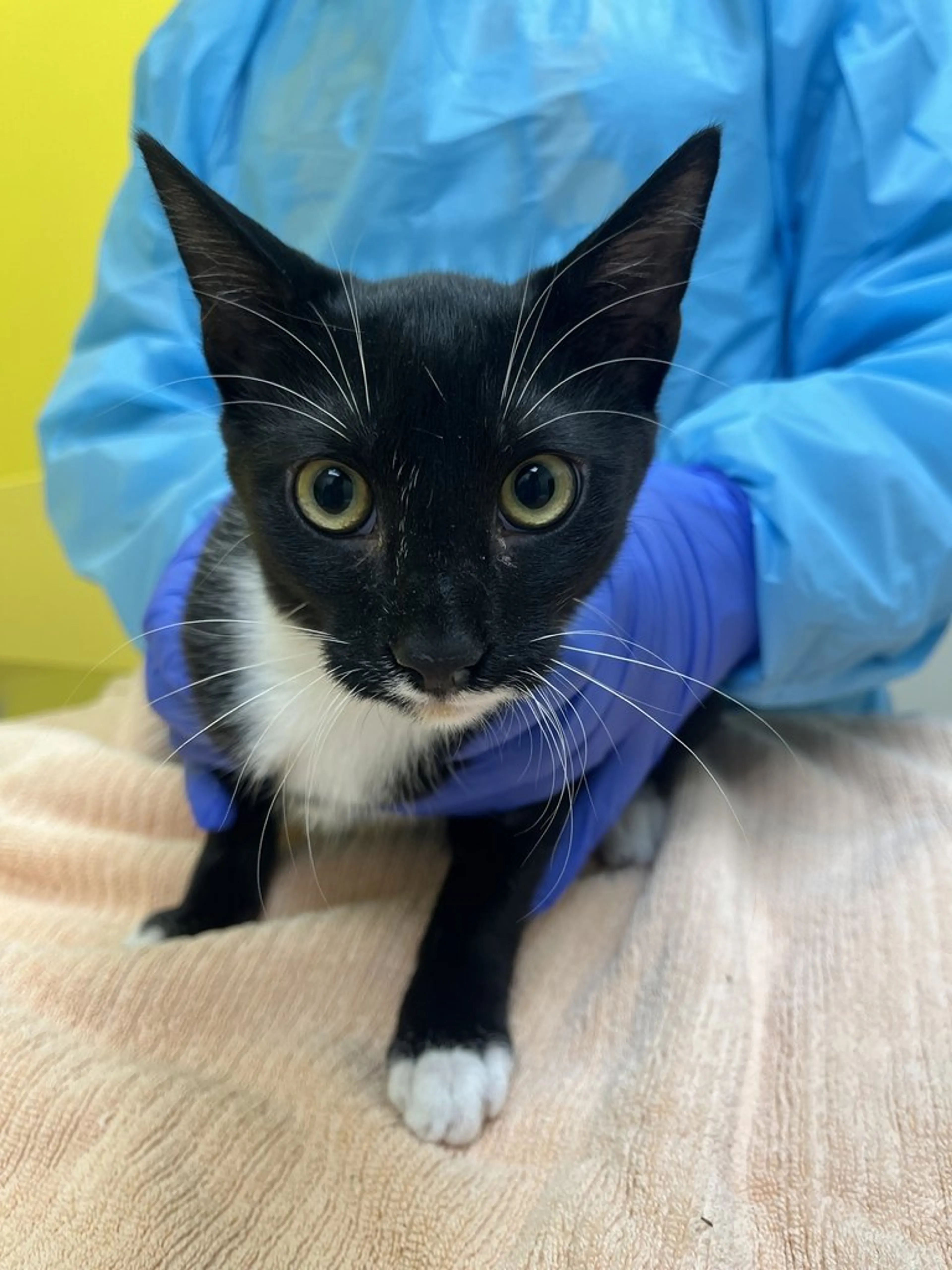cdn image