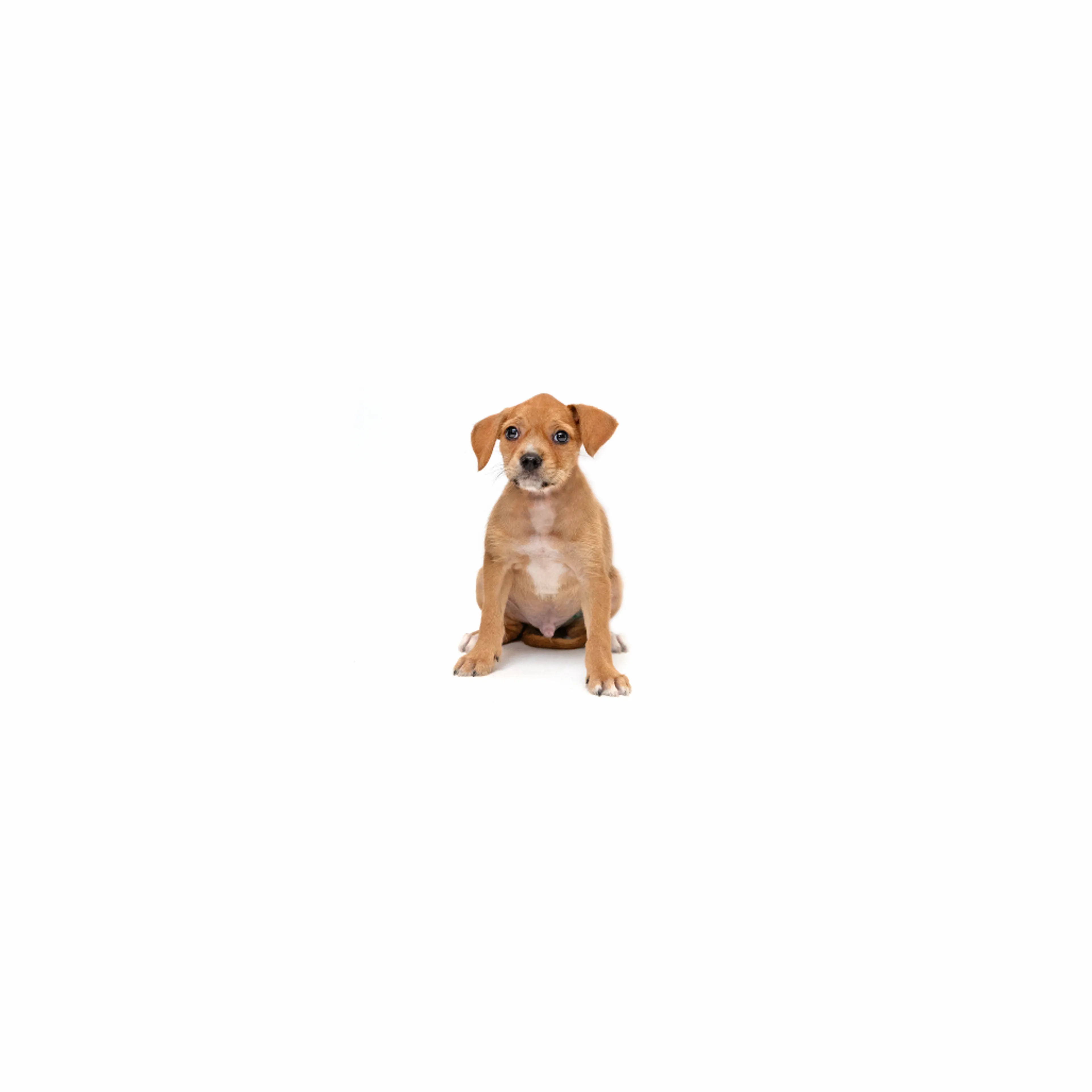 cdn image