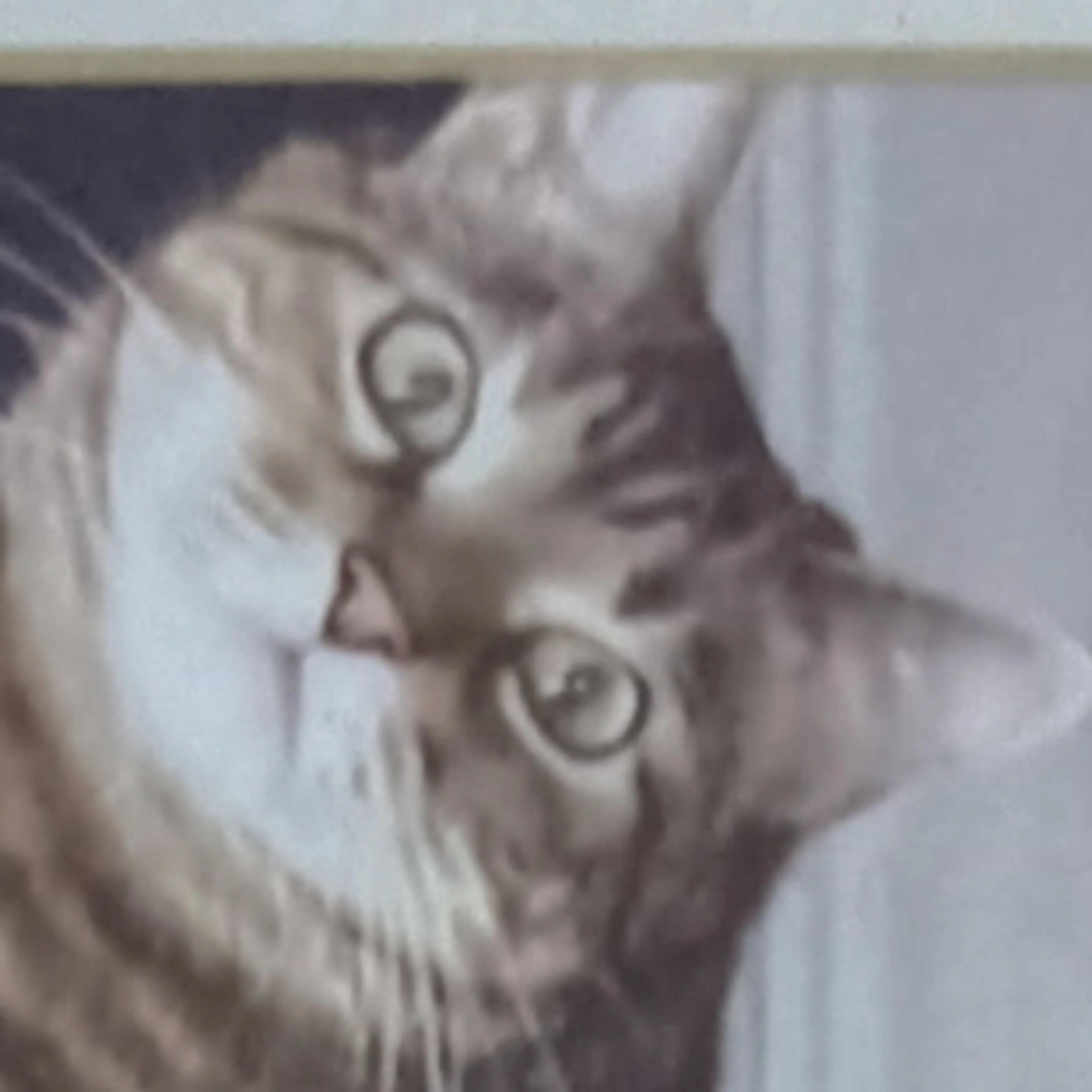 cdn image