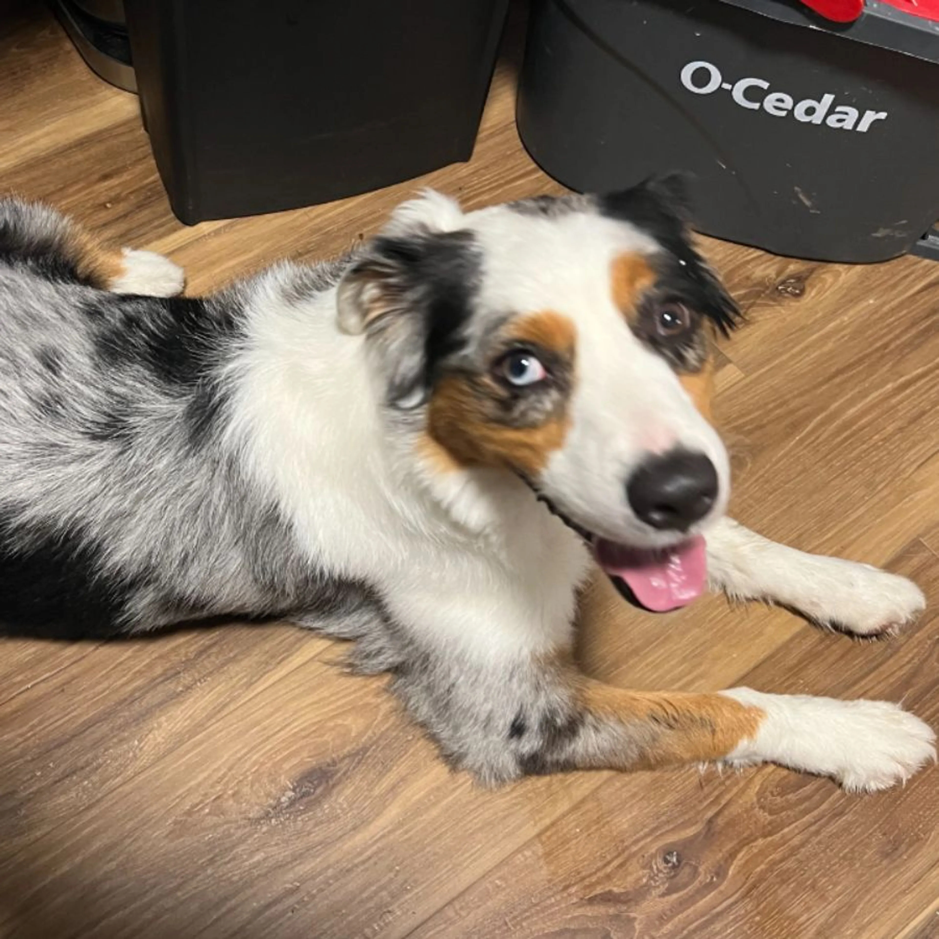 cdn image