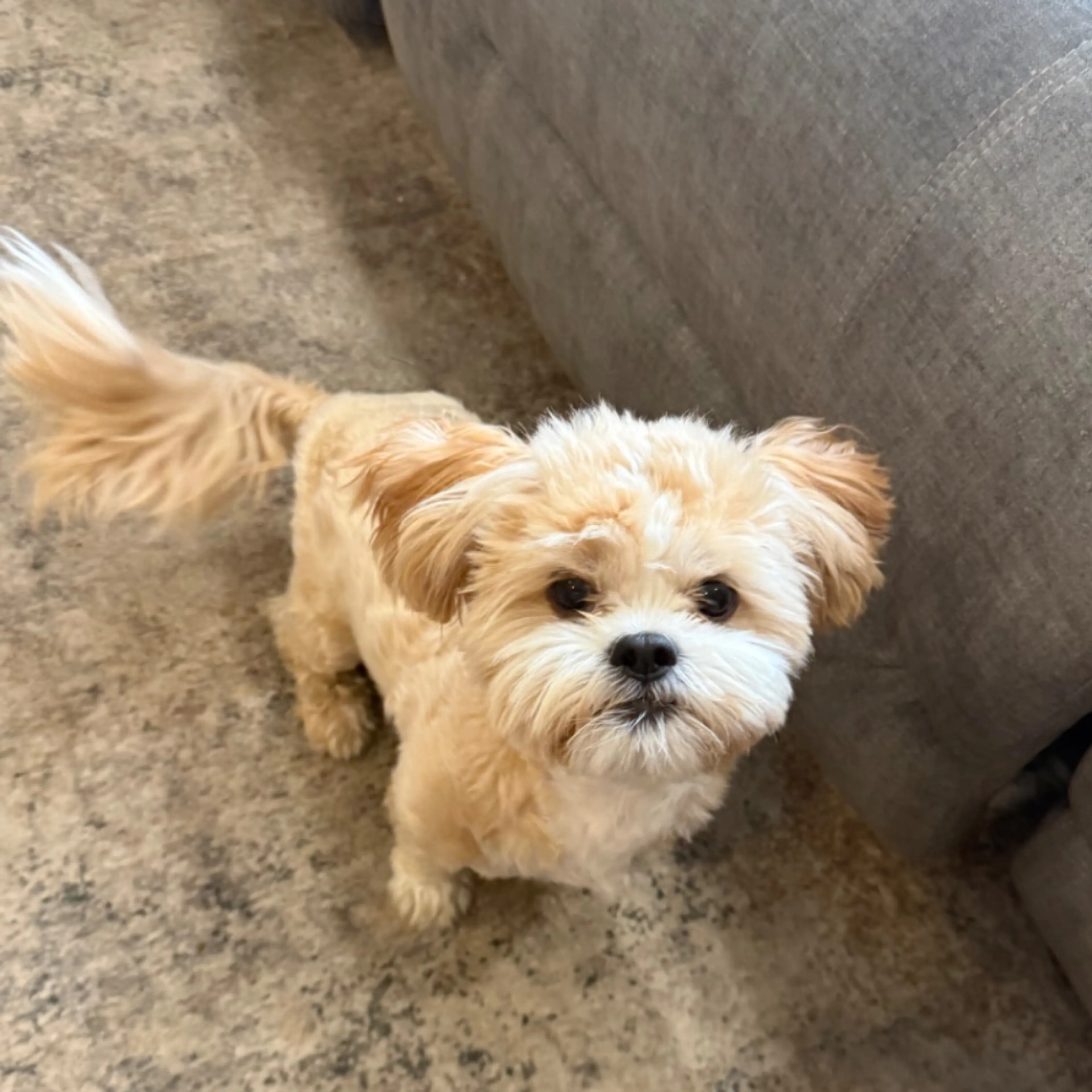 cdn image