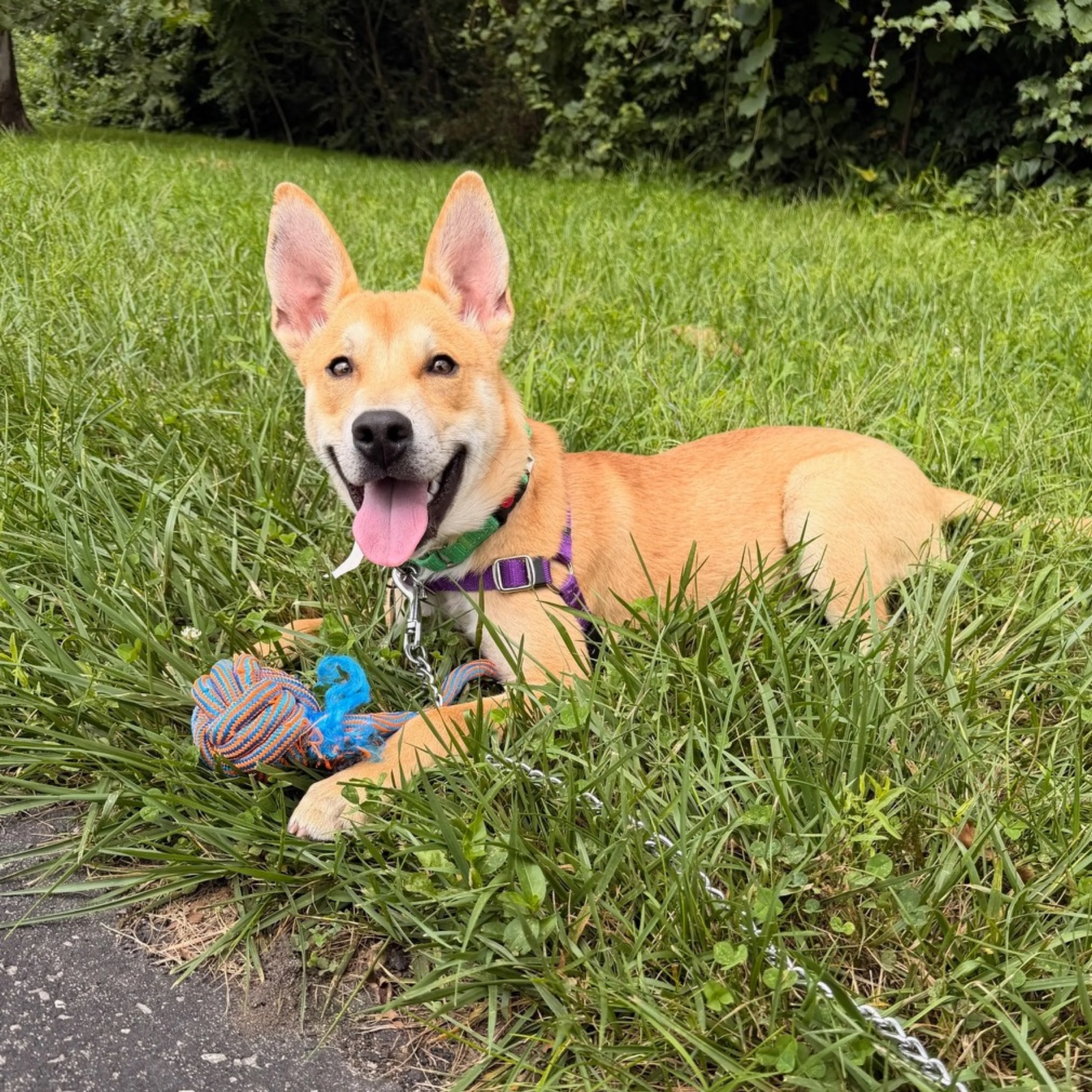 cdn image