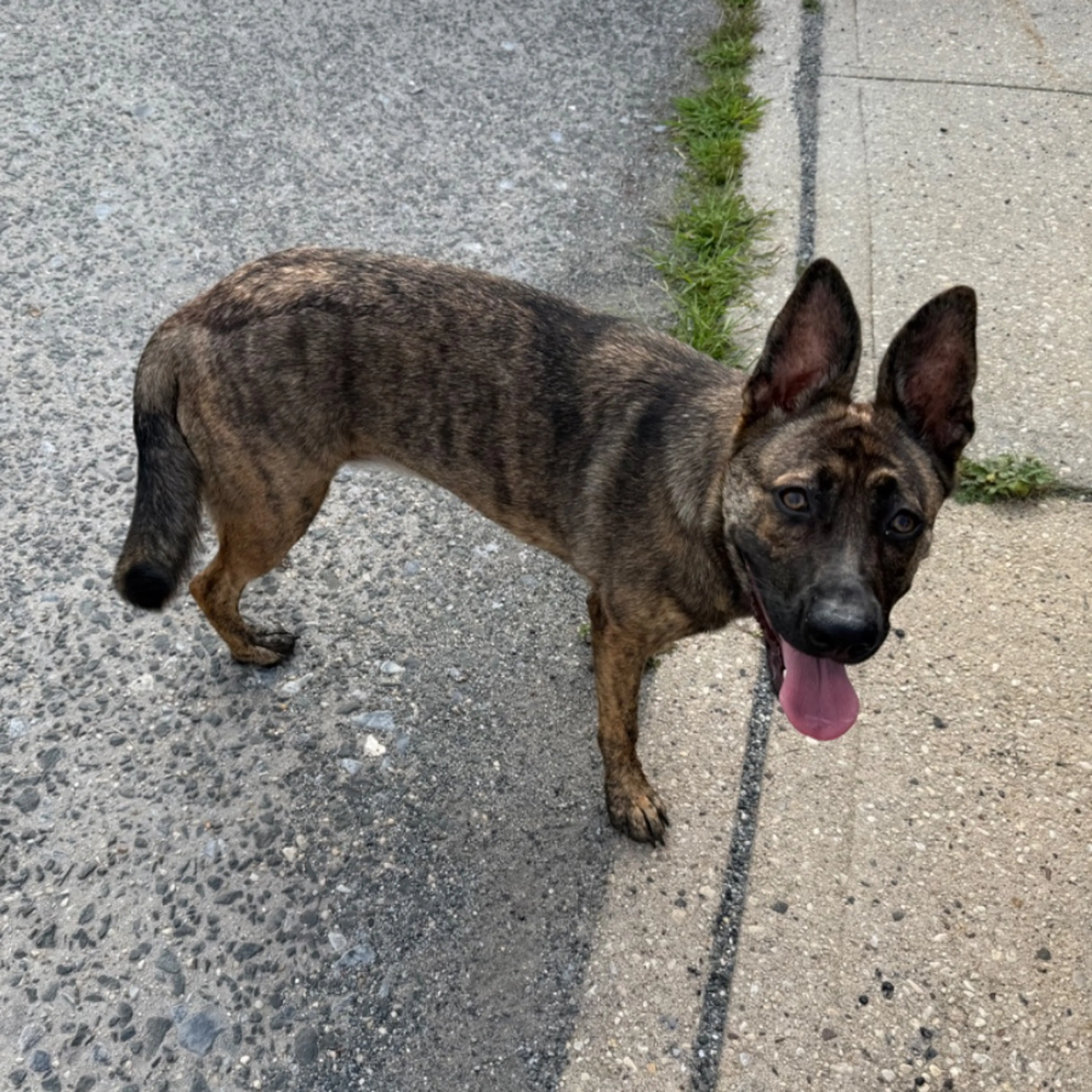 cdn image