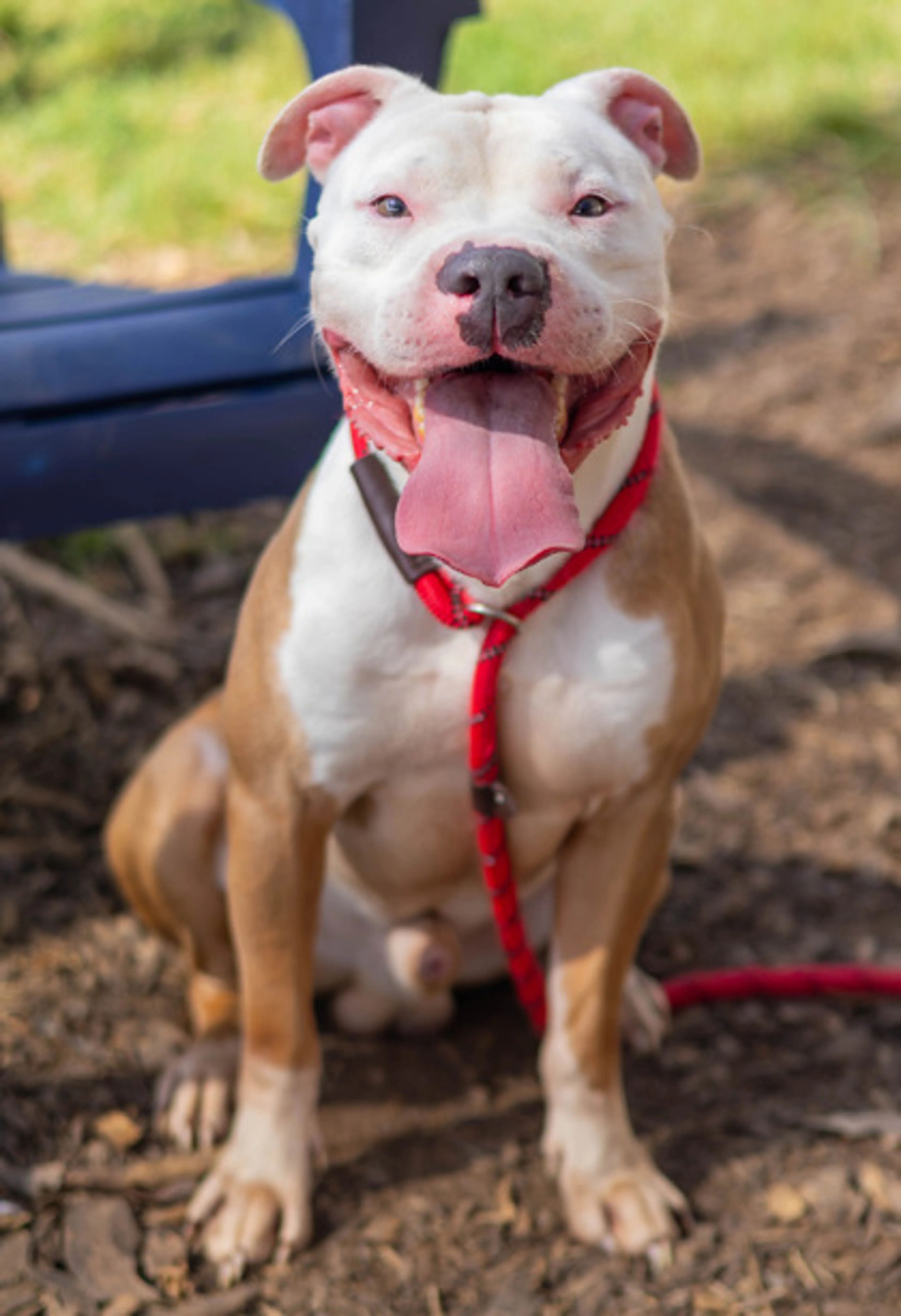 cdn image