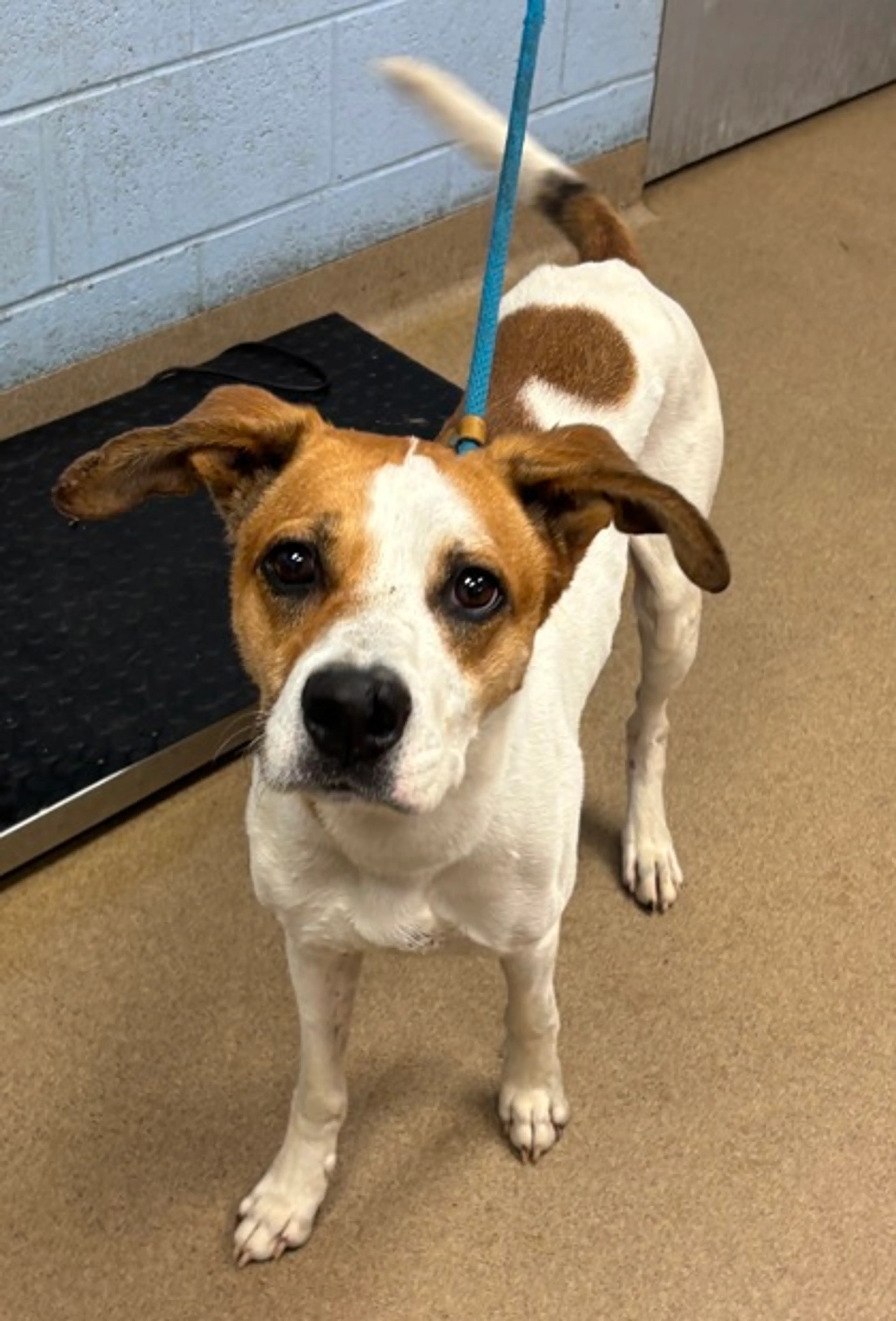 cdn image