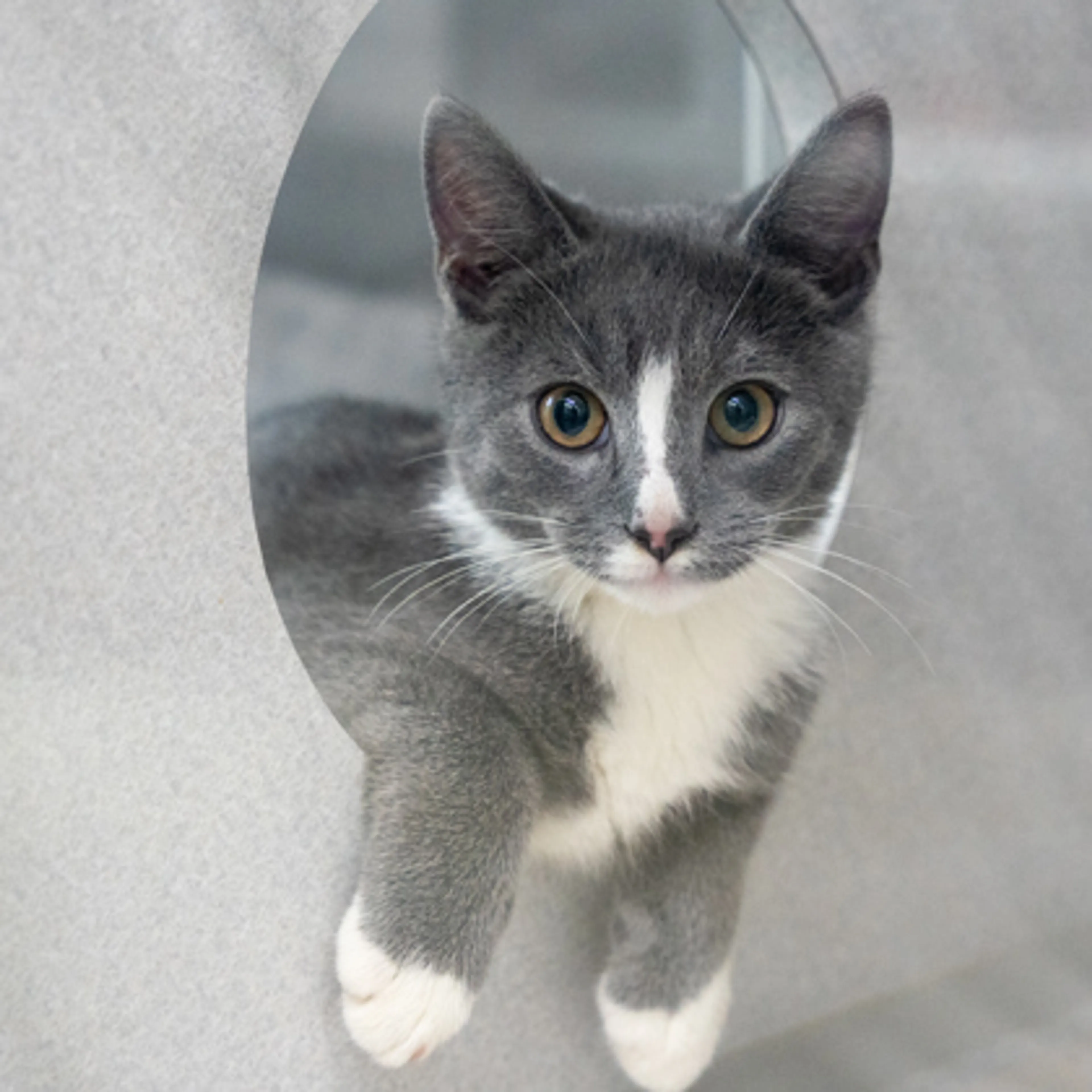 cdn image