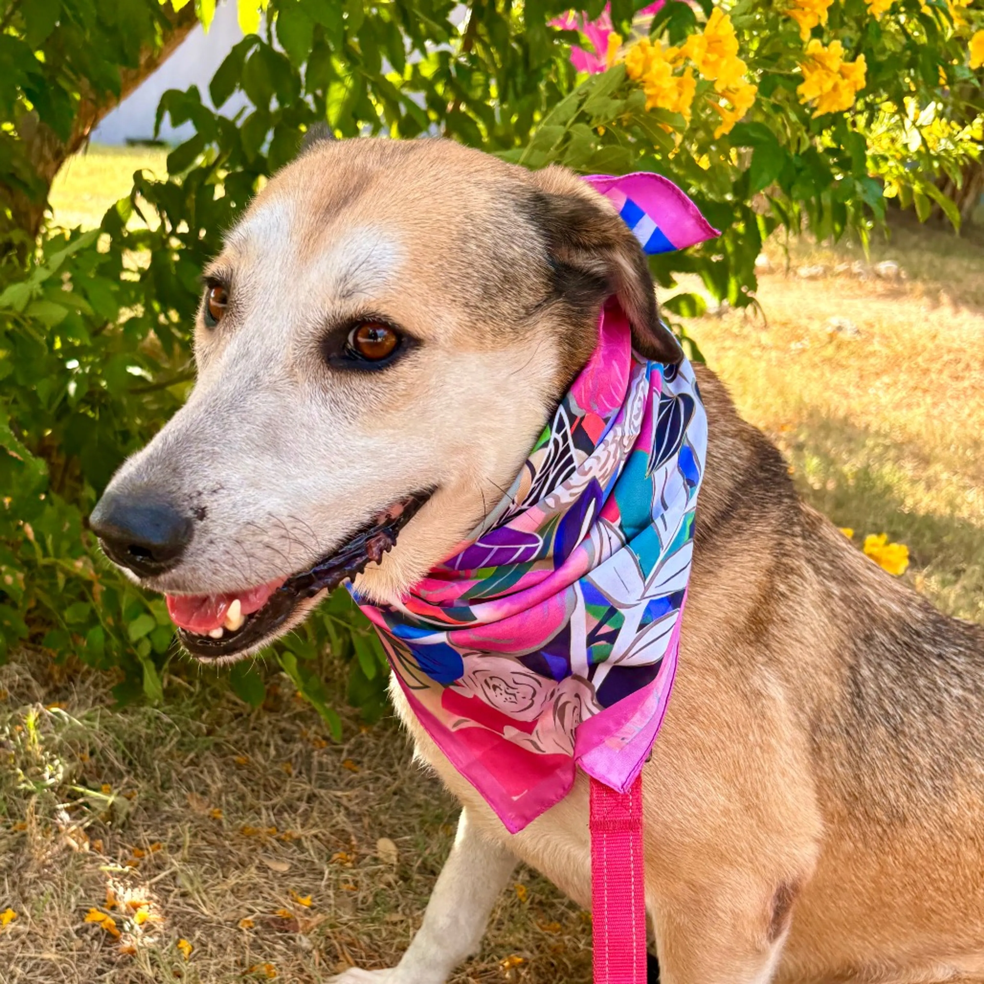 cdn image