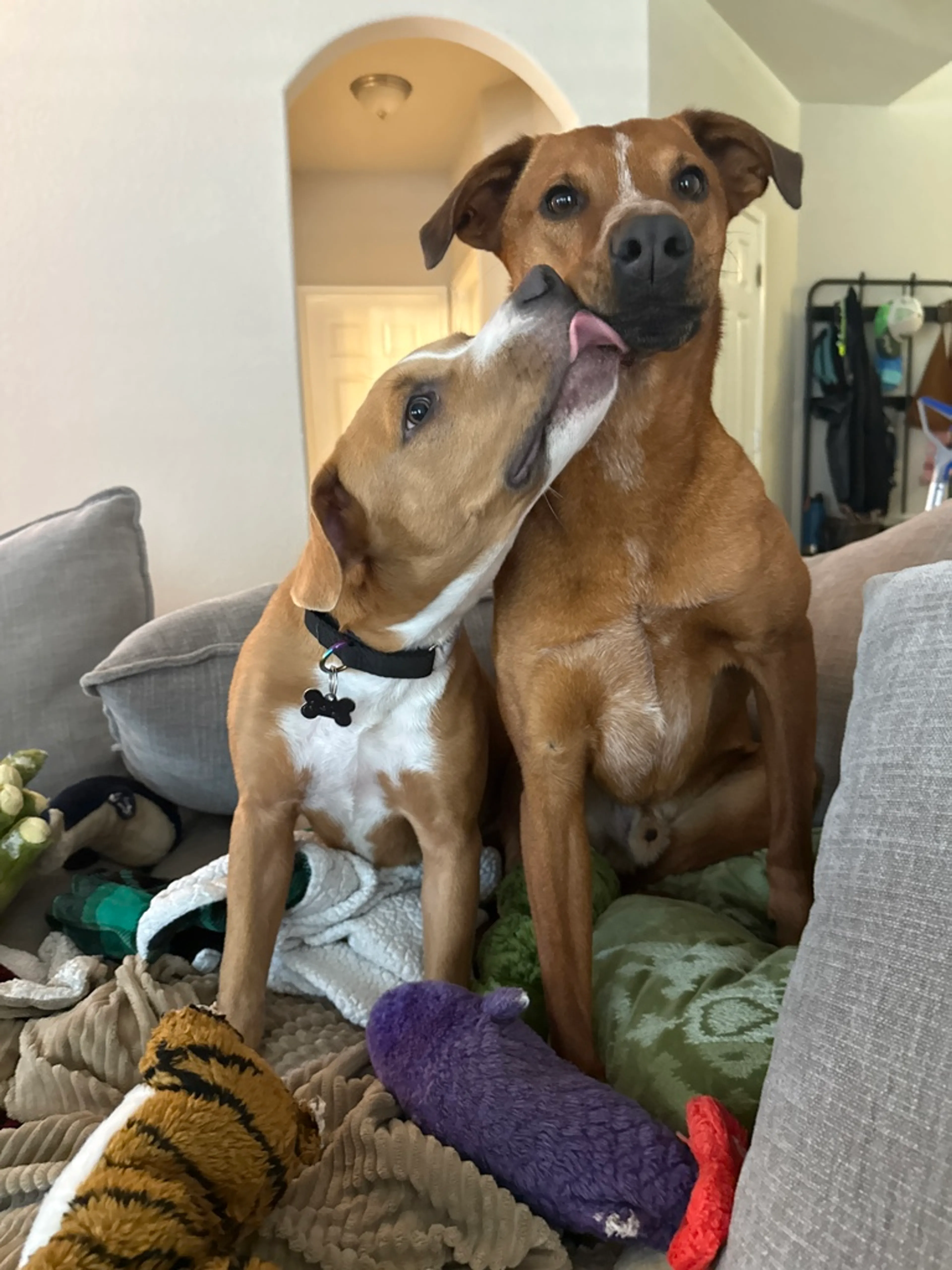 cdn image
