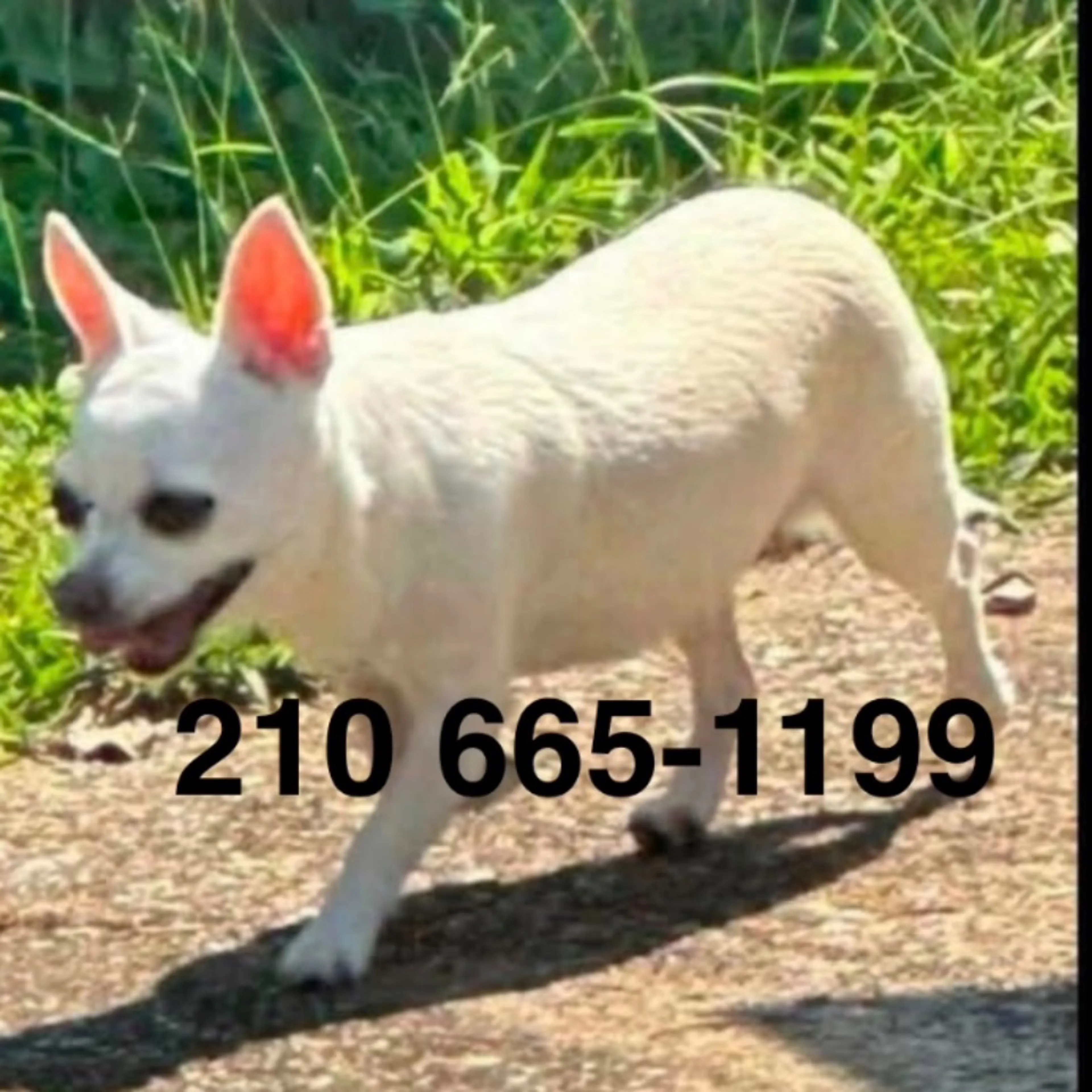 cdn image