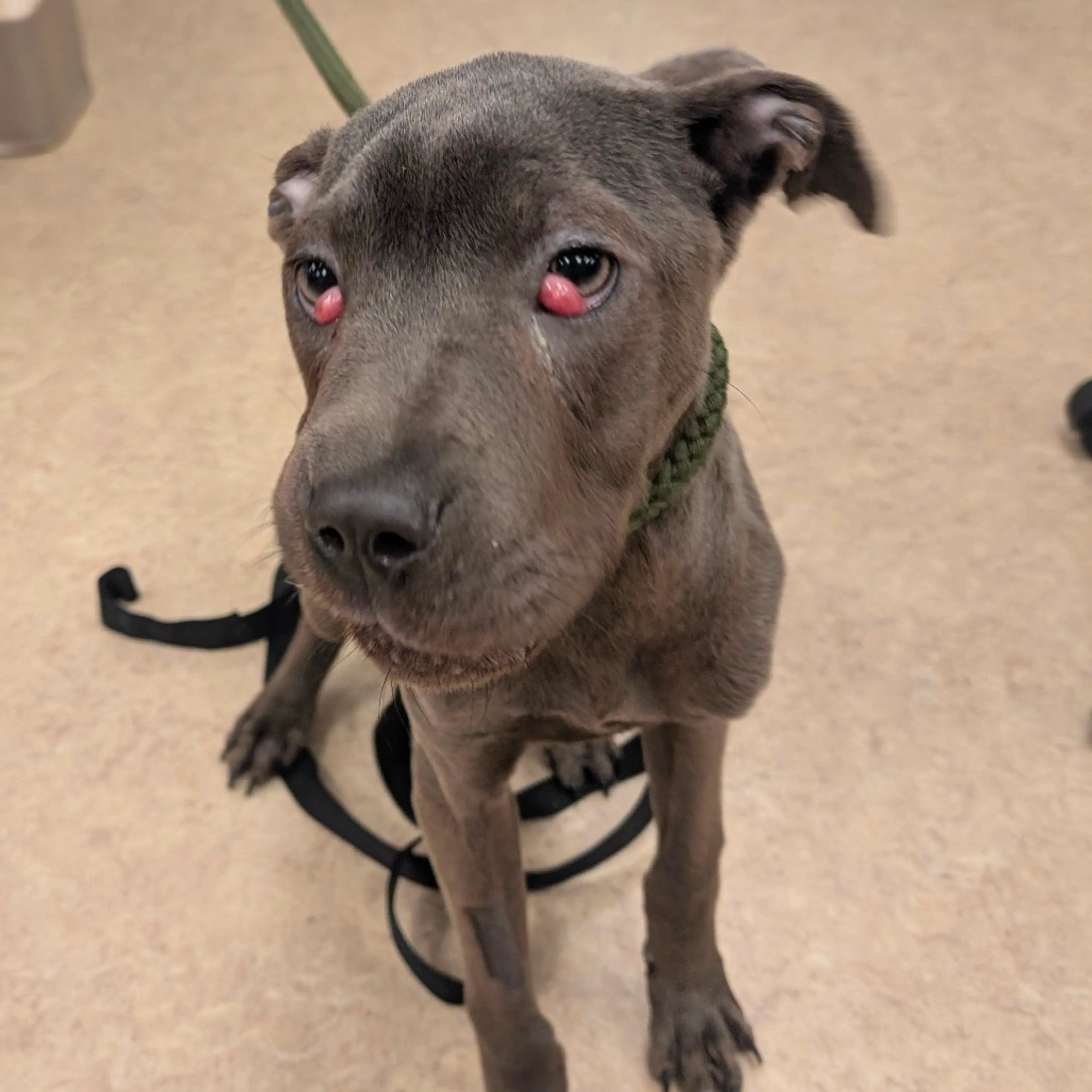 cdn image