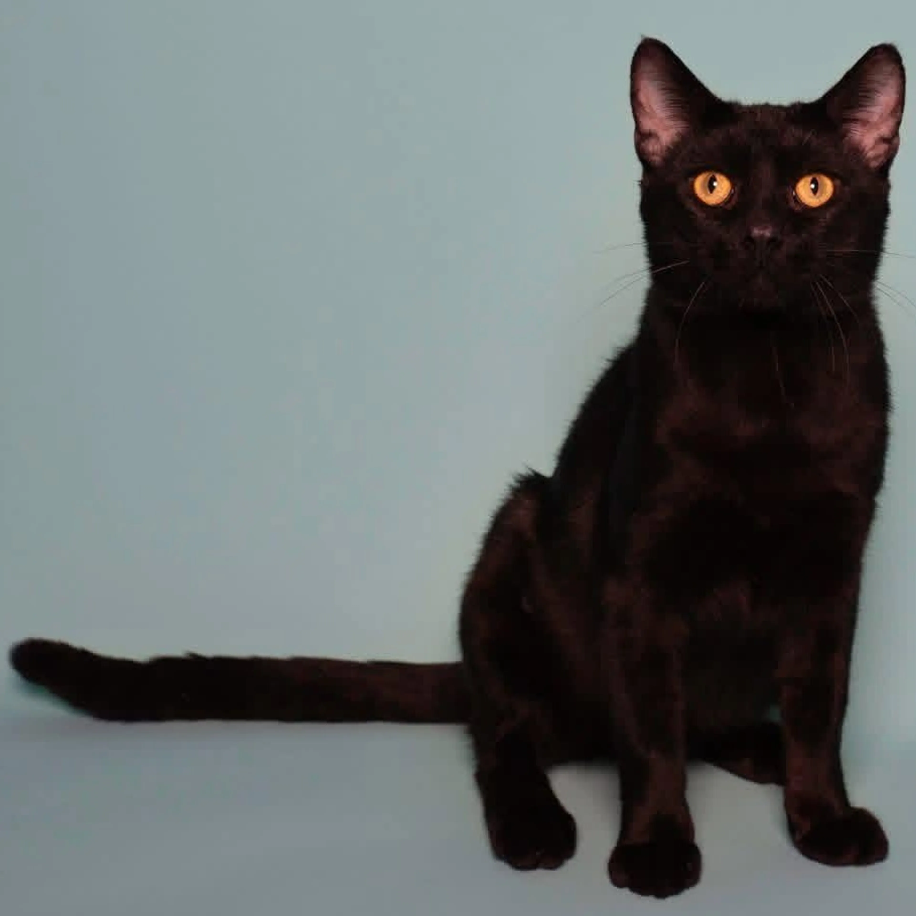 cdn image