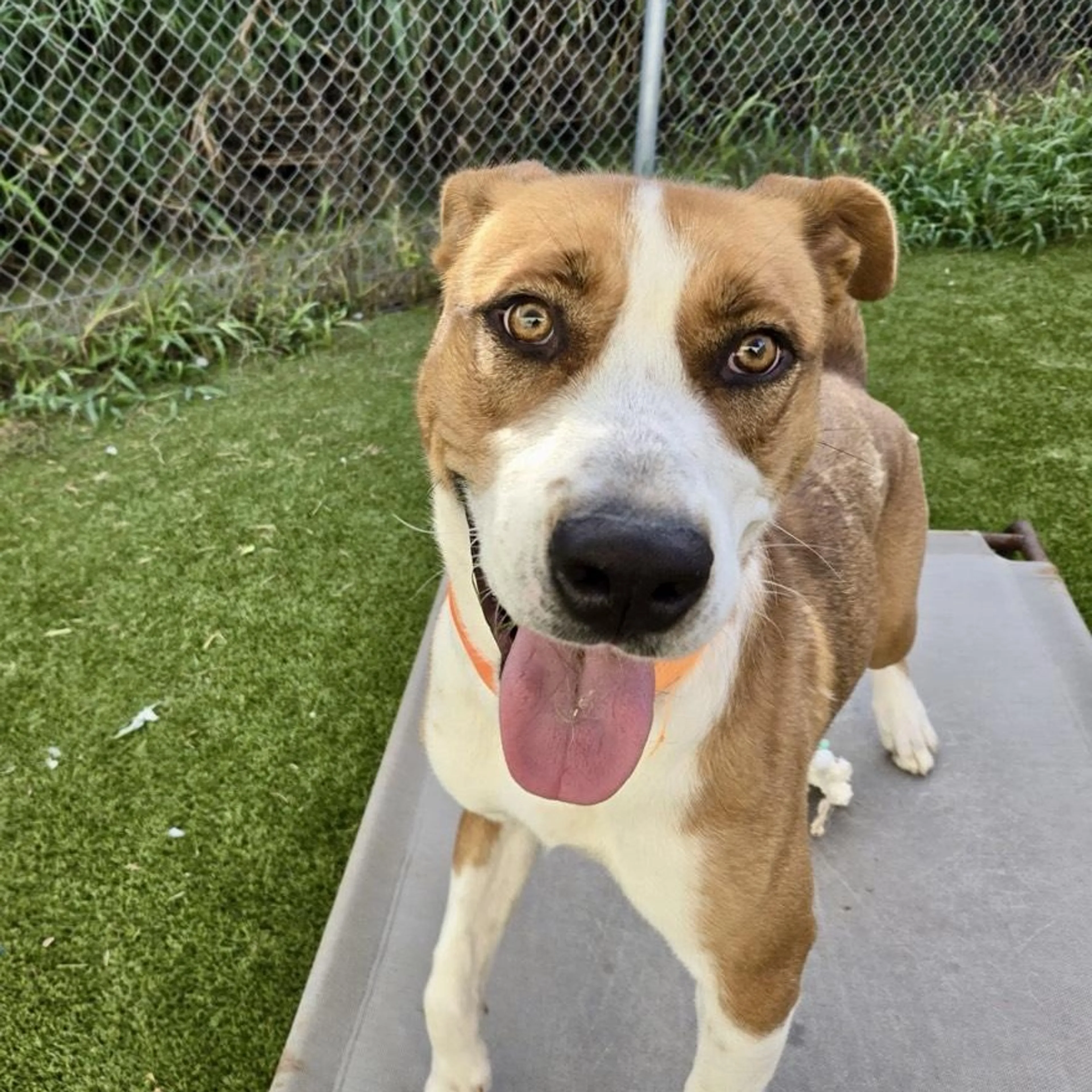 -4