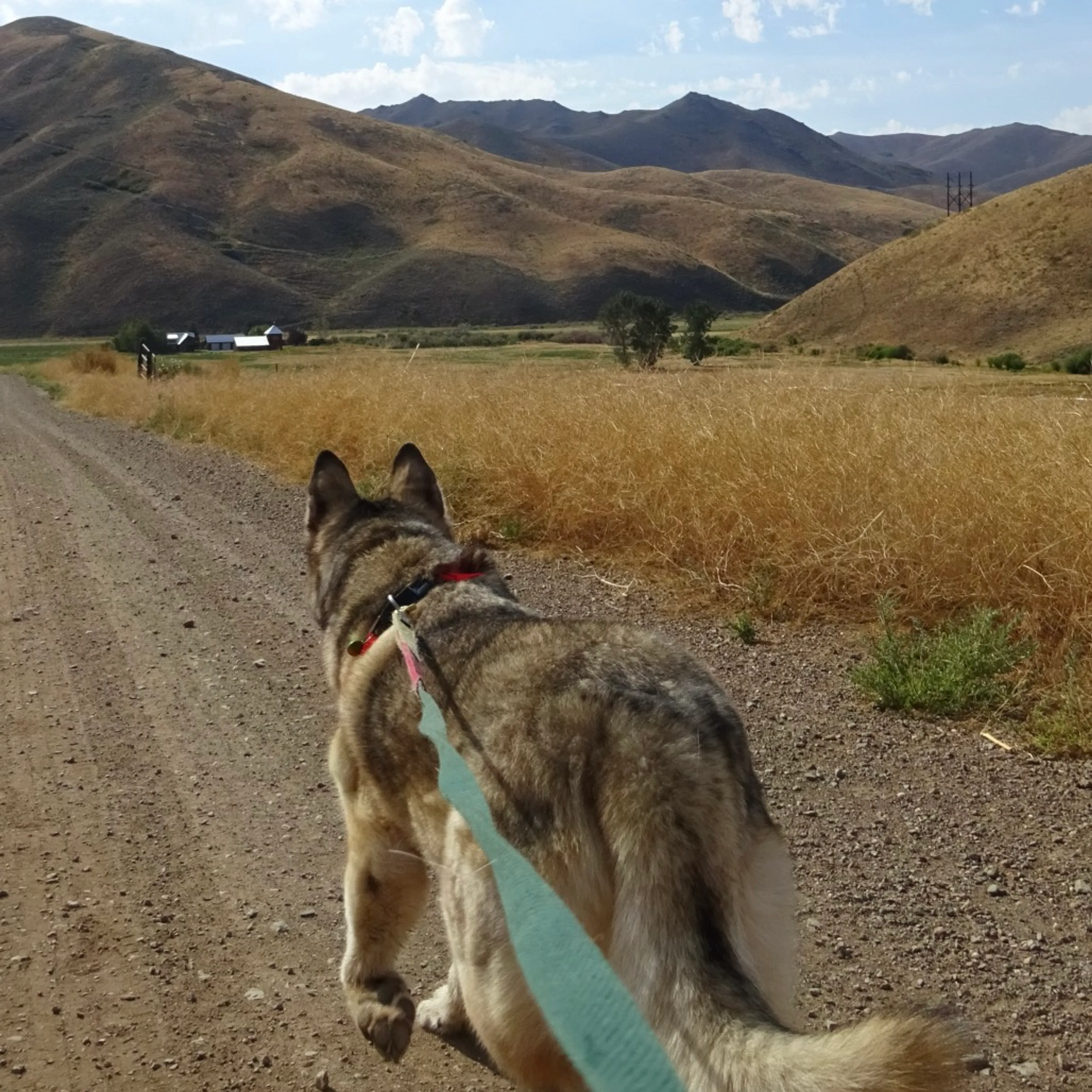 cdn image
