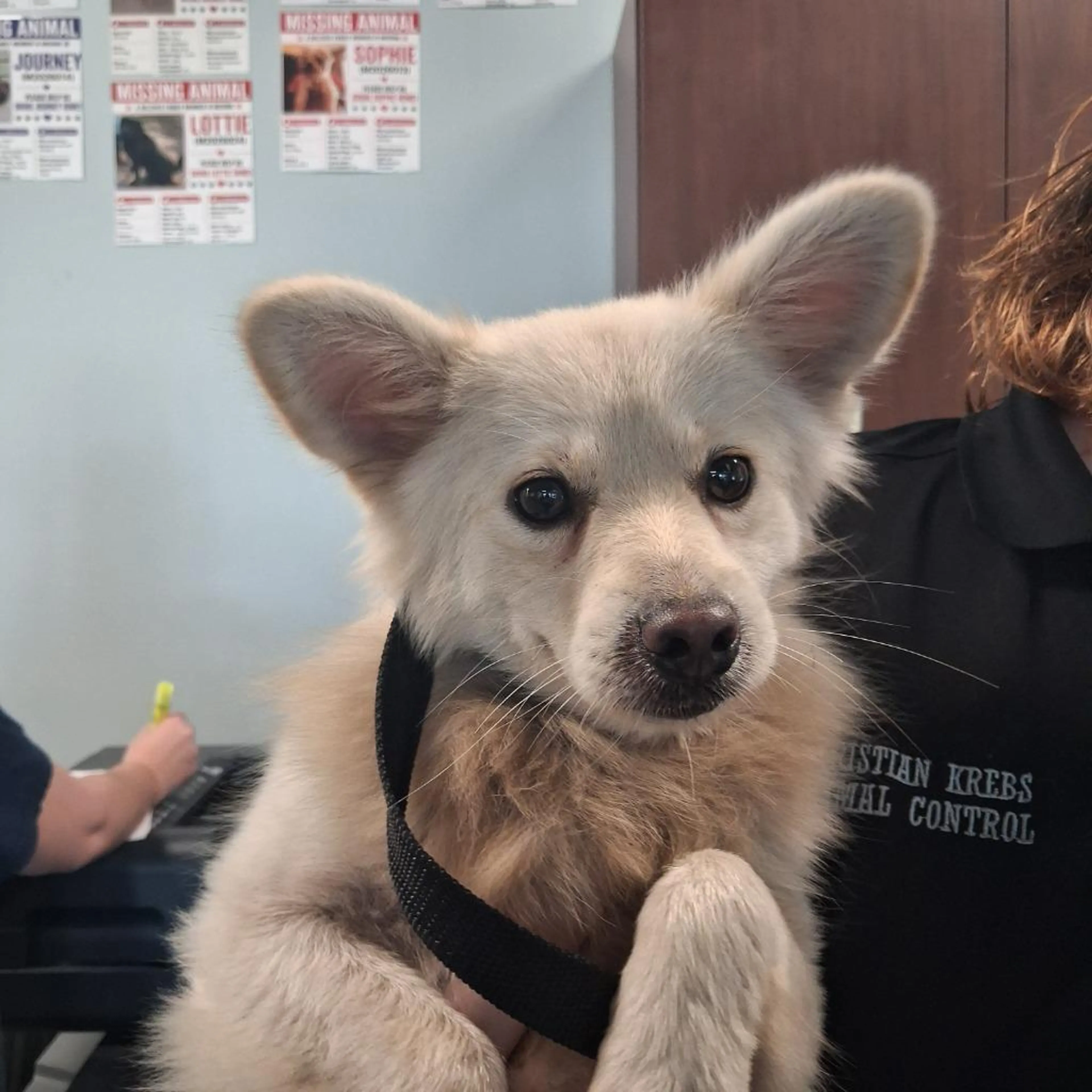 cdn image