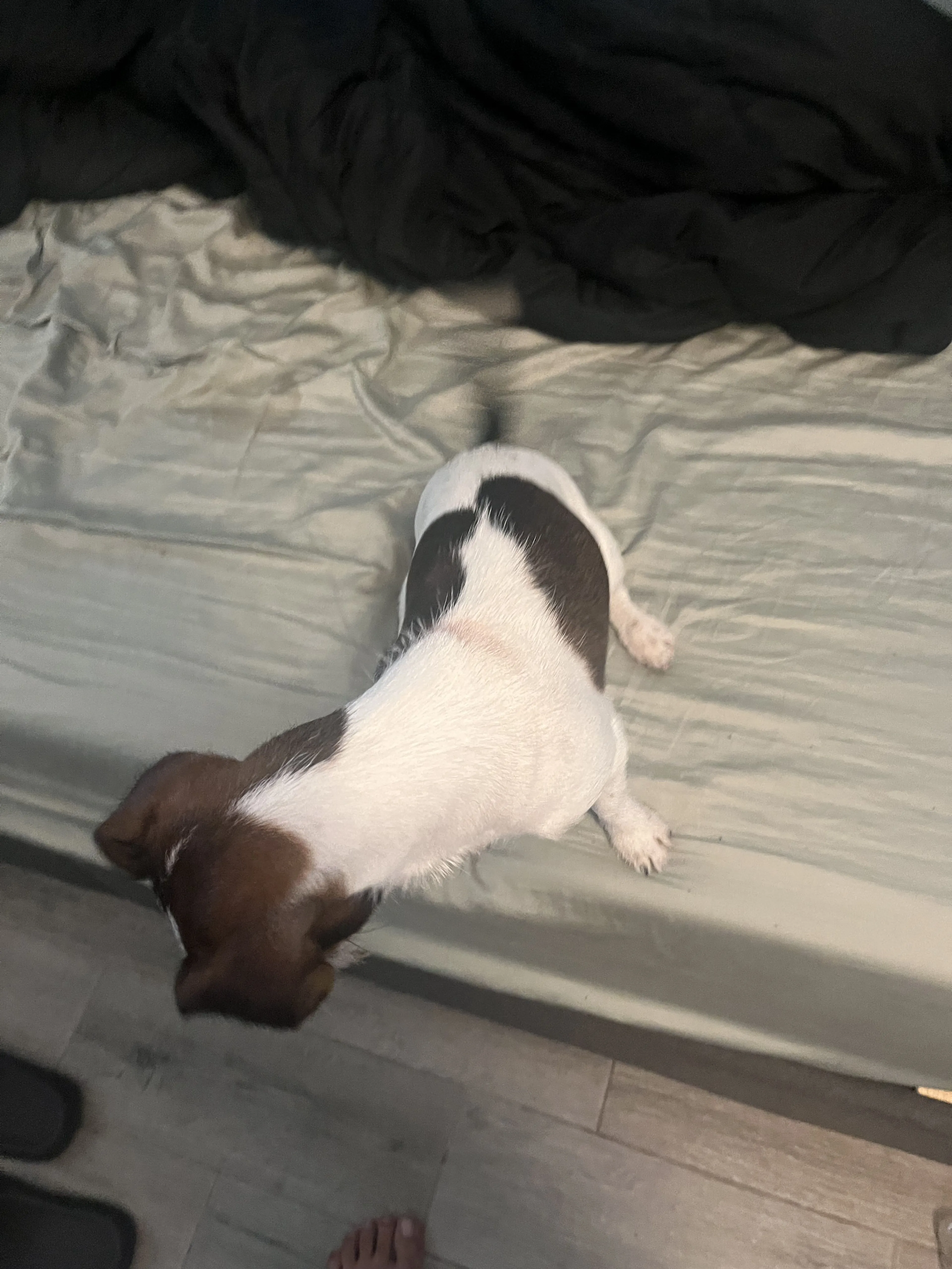 cdn image