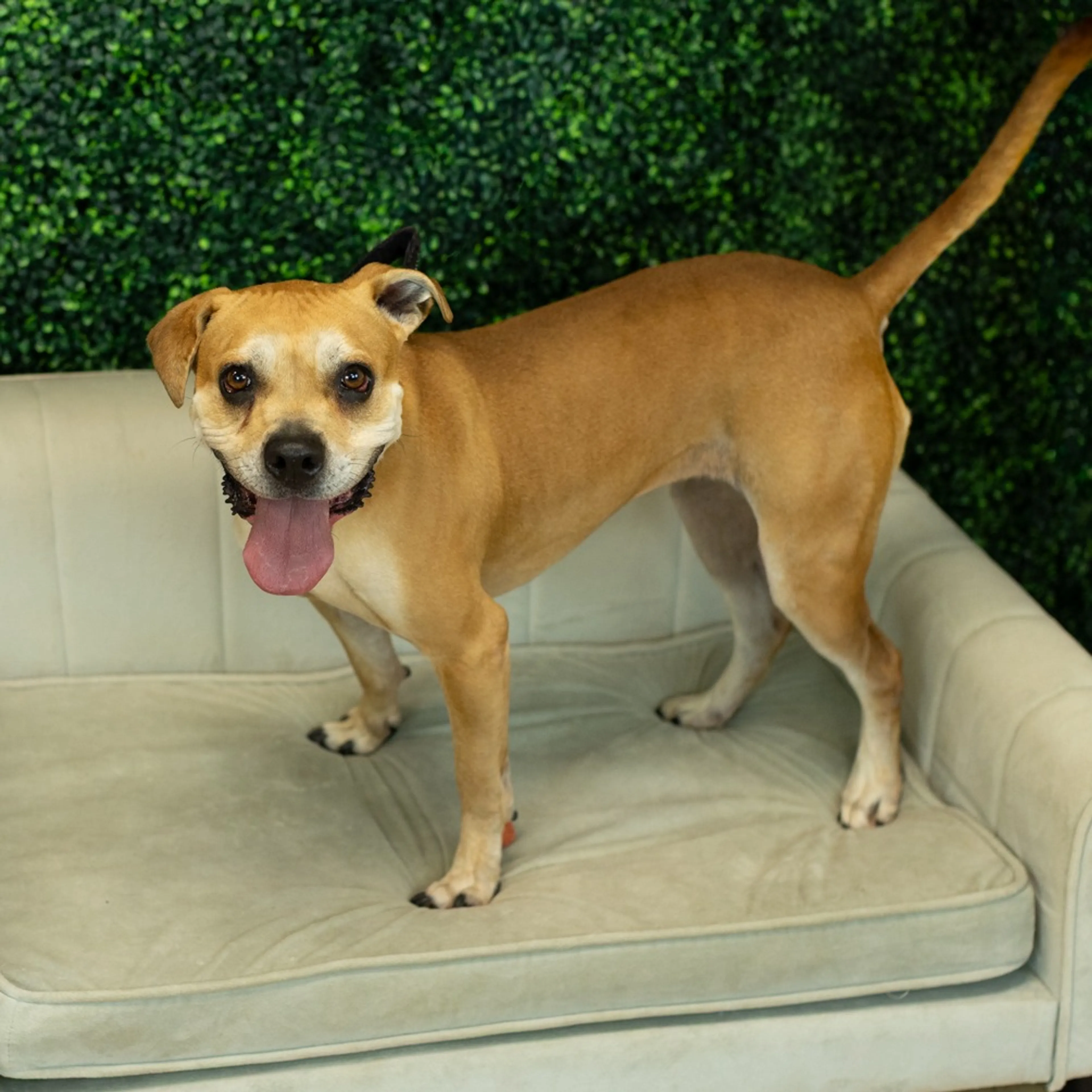 cdn image