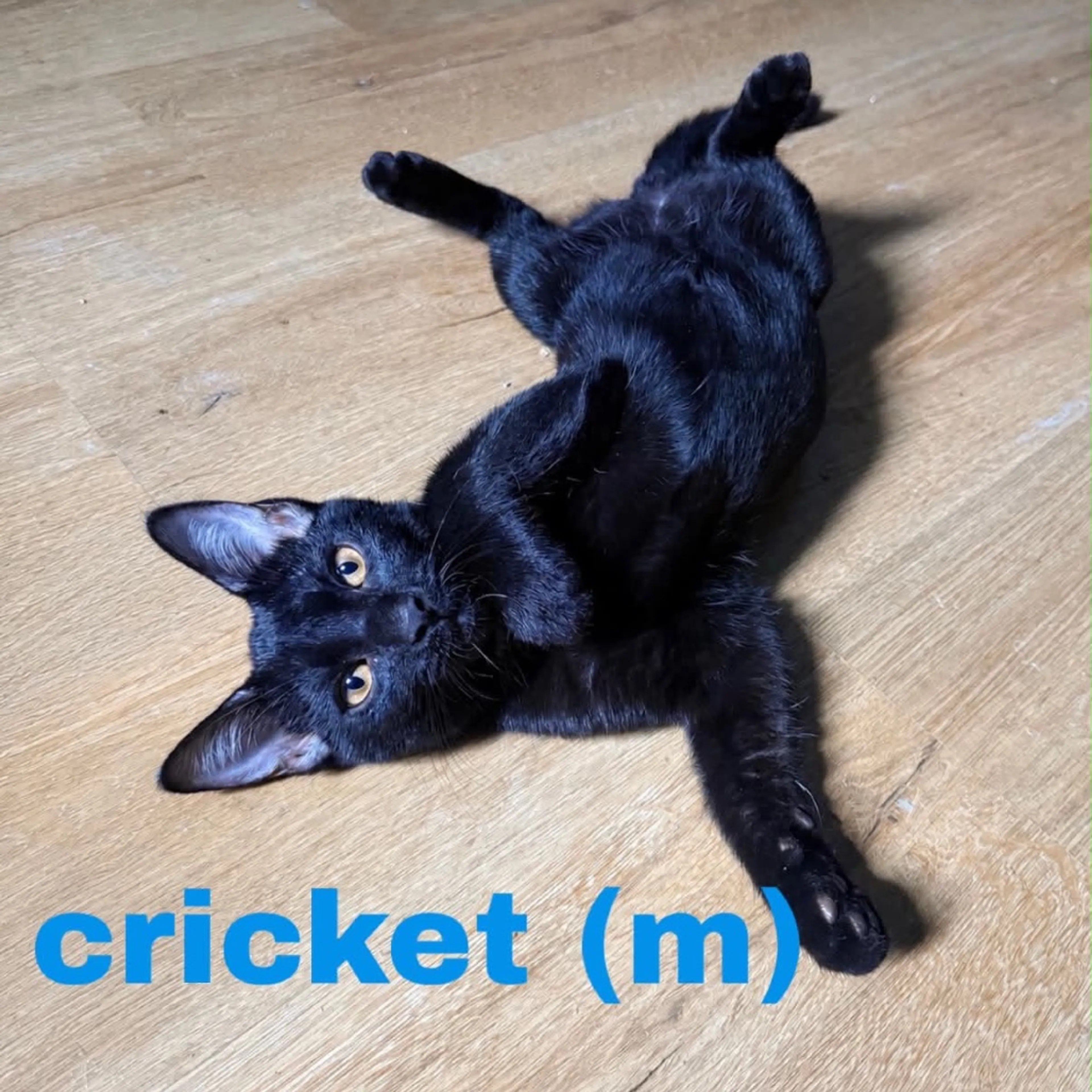 cdn image