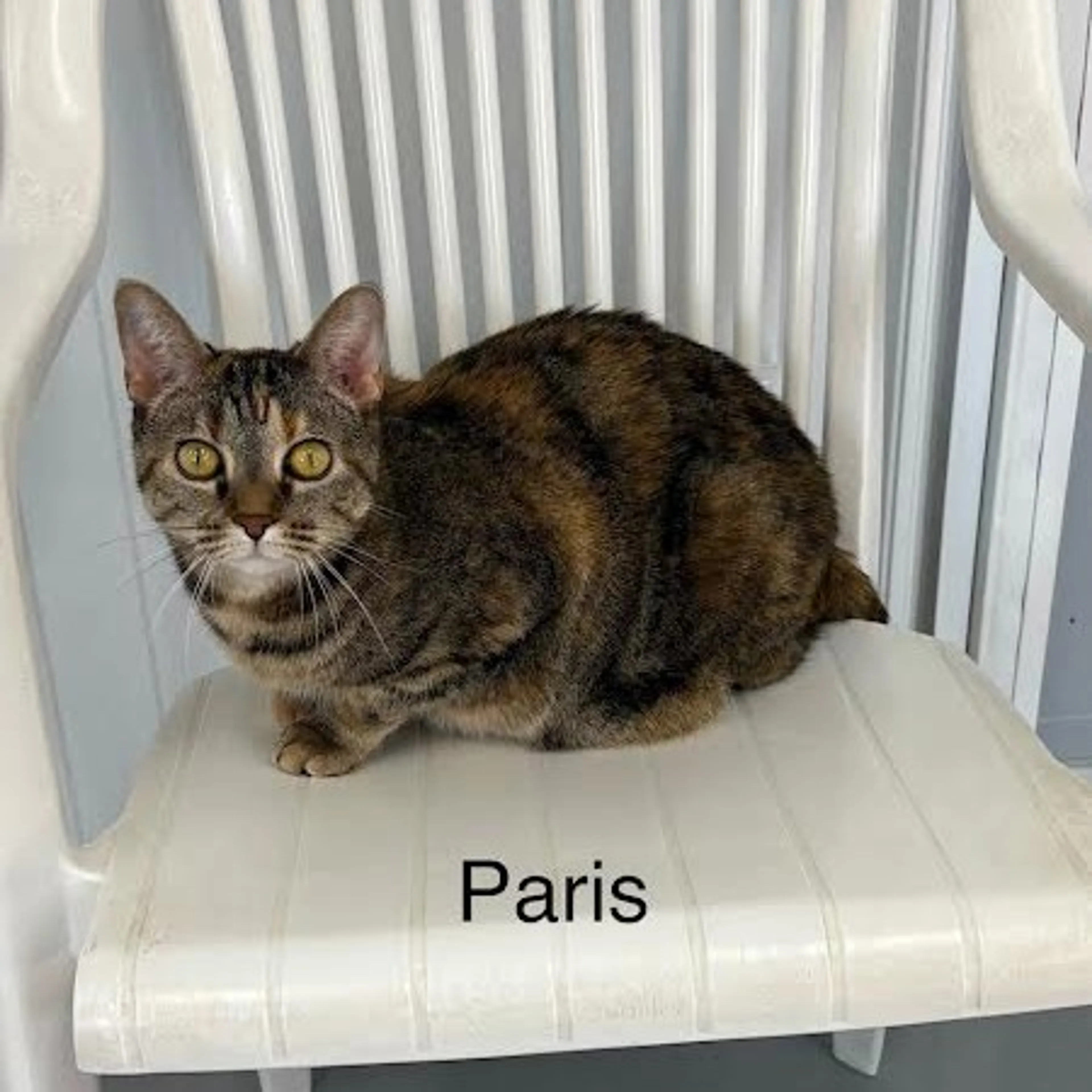 cdn image