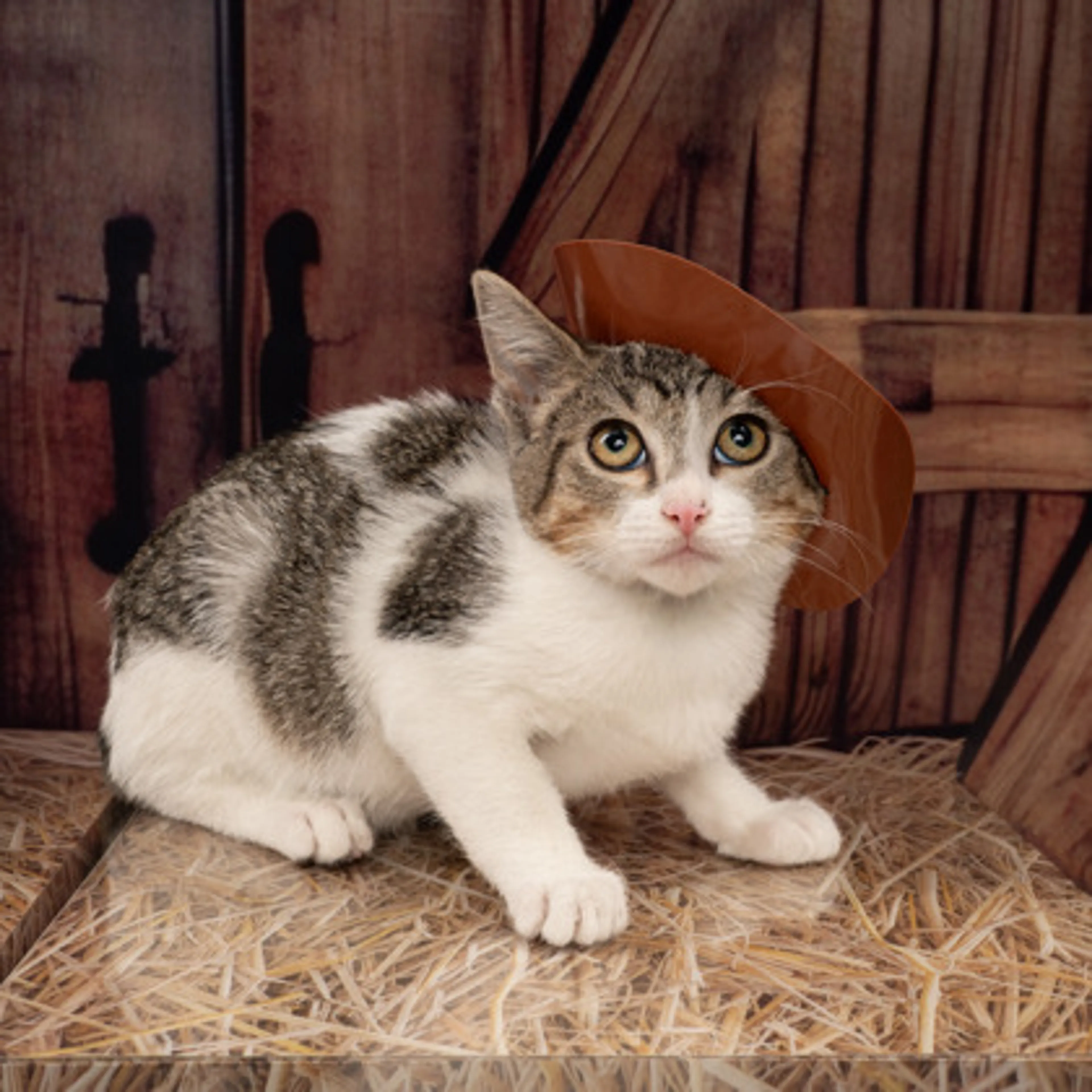 cdn image