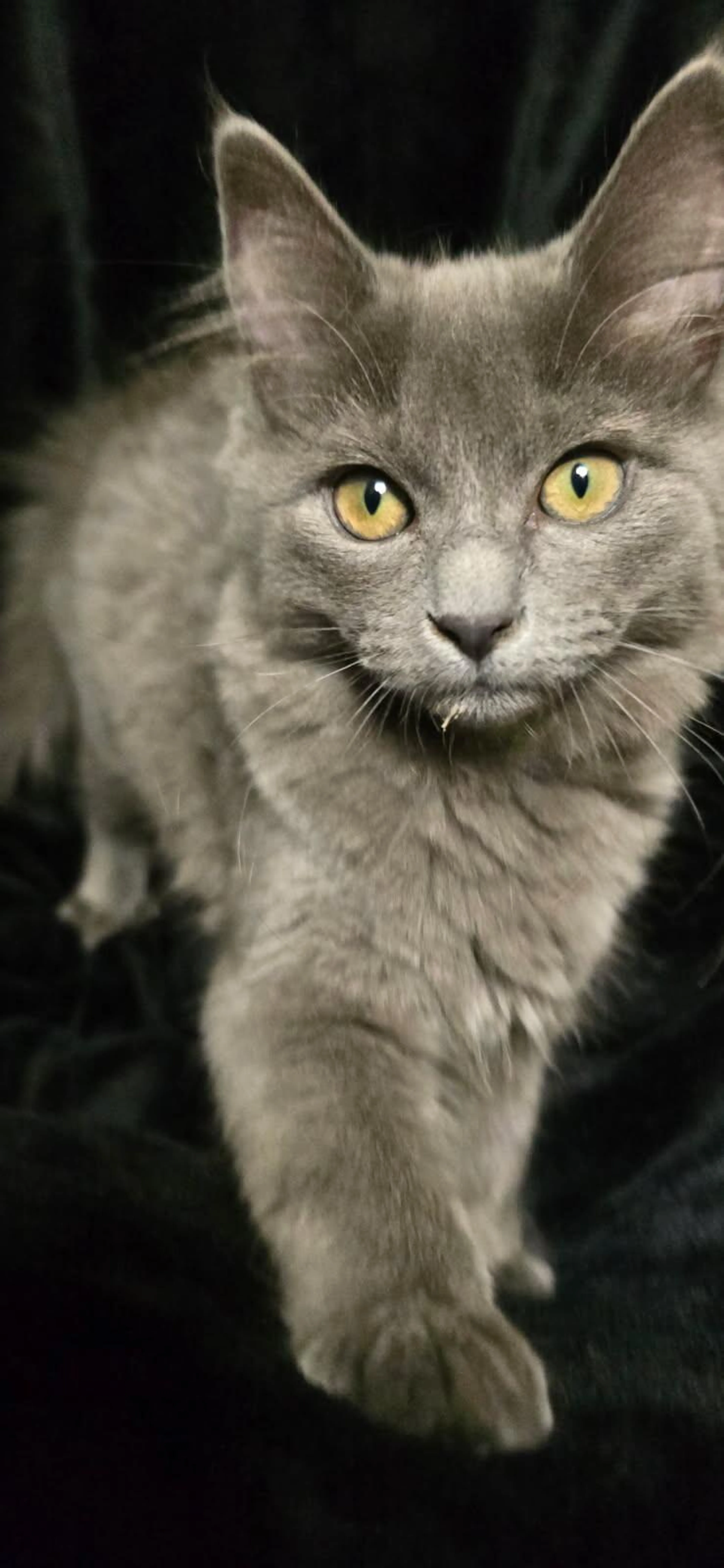 cdn image
