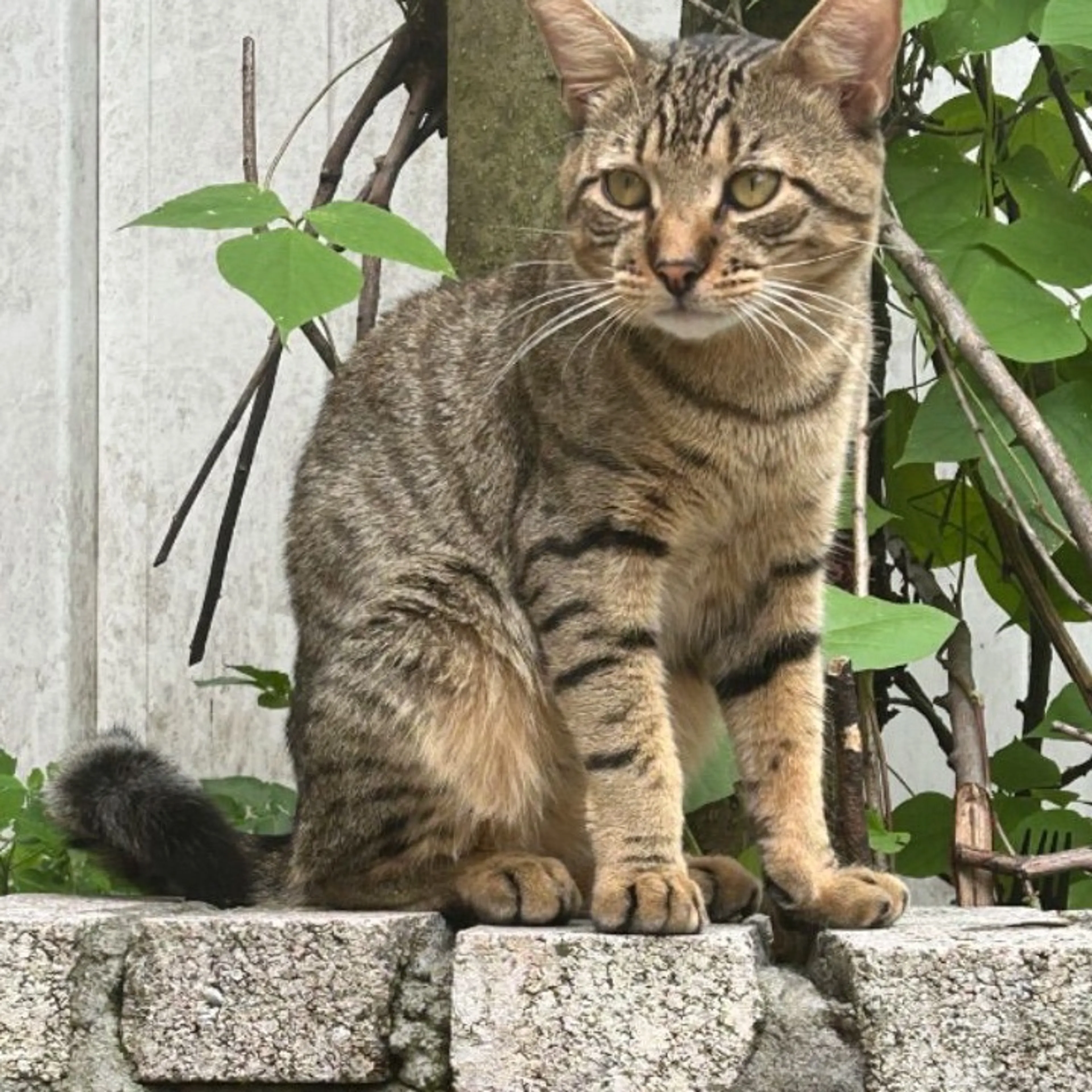 cdn image