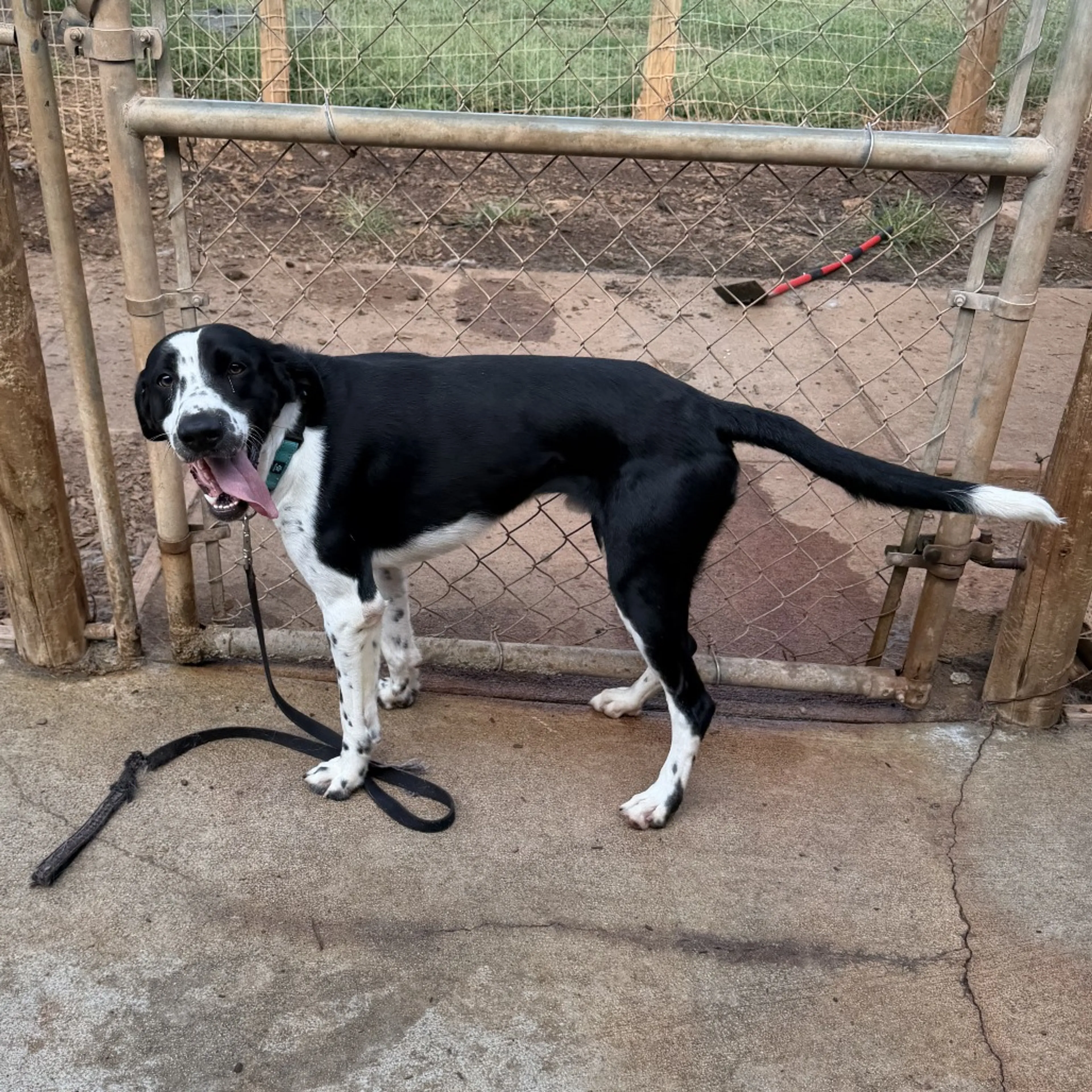 cdn image