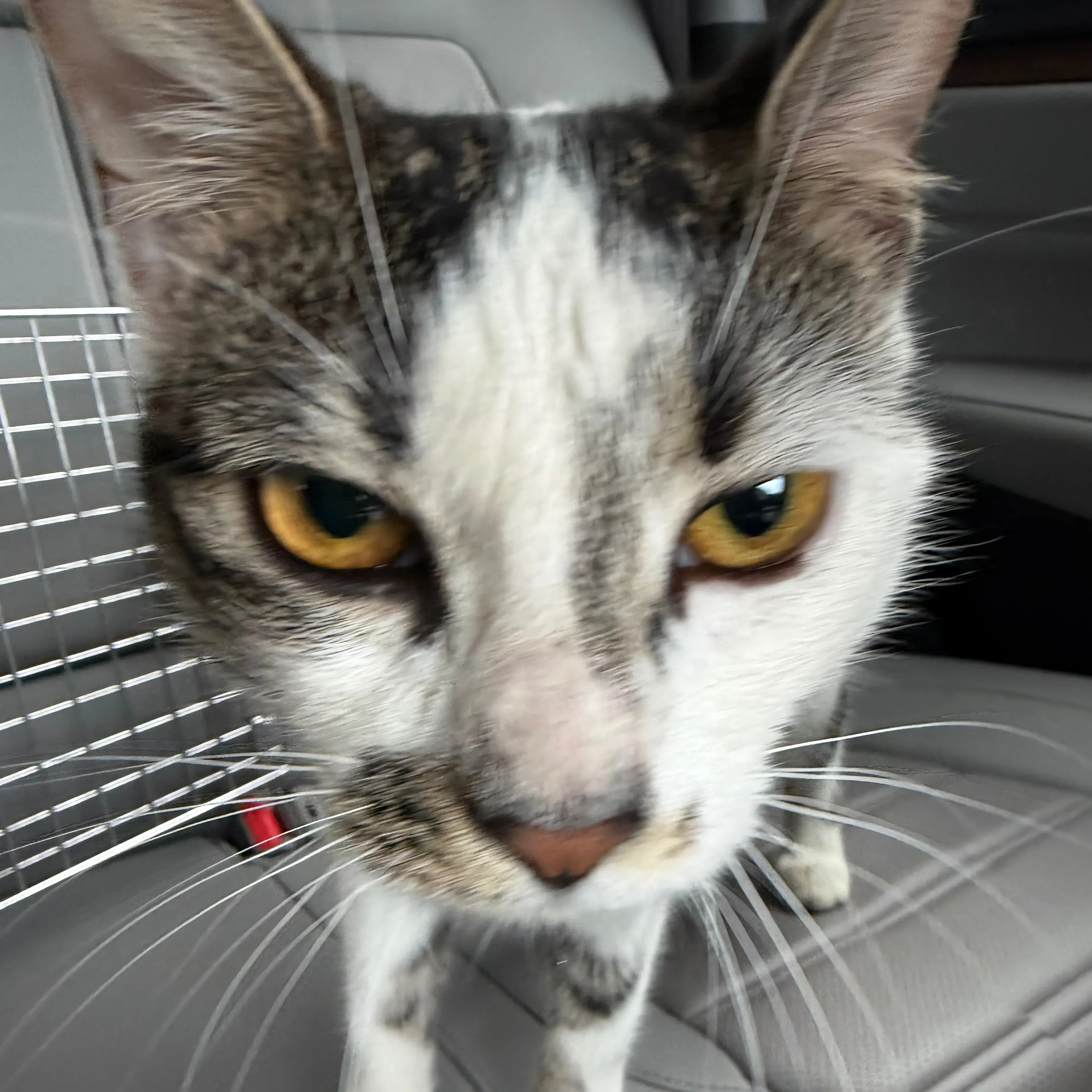 cdn image