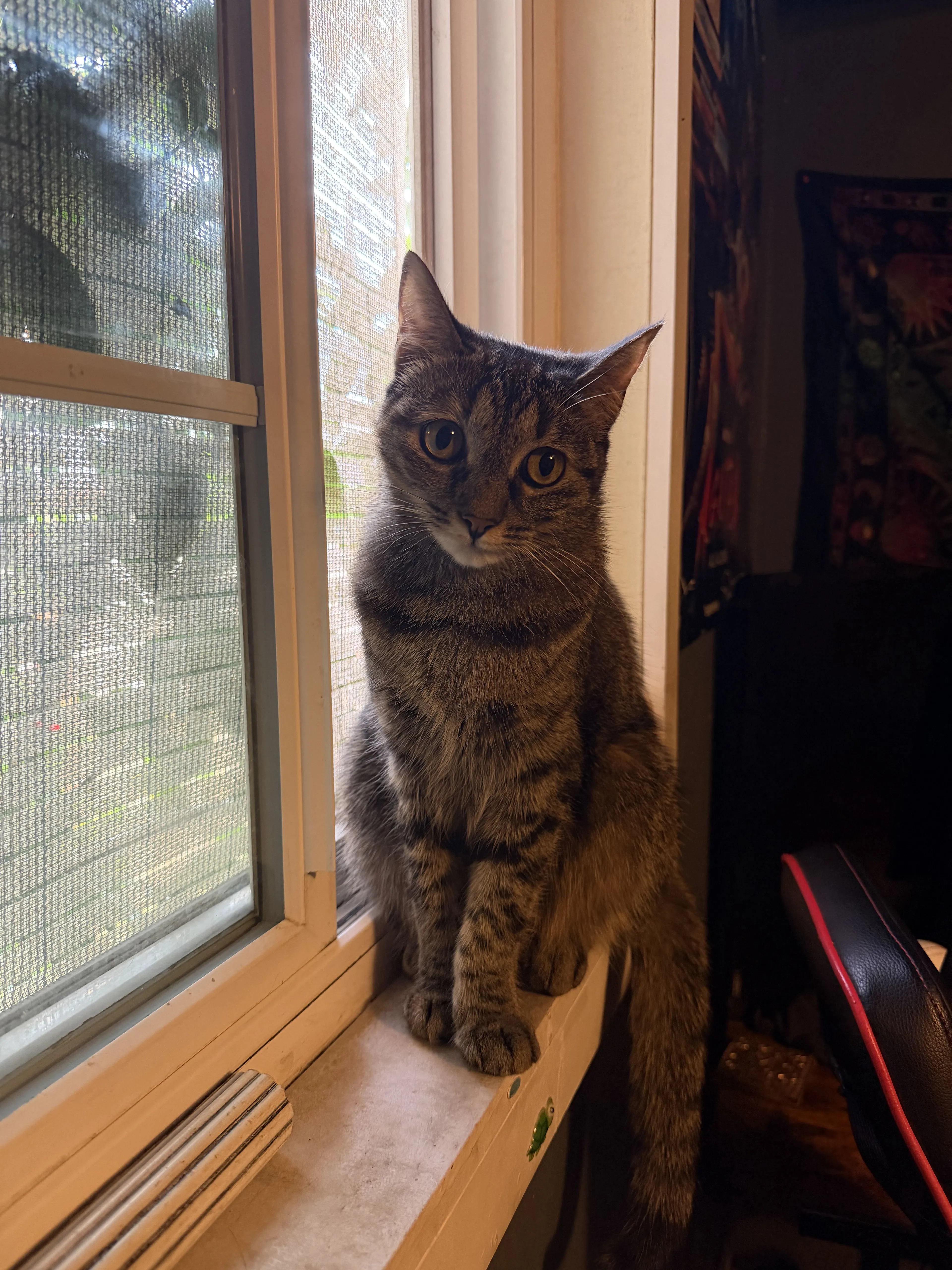 cdn image