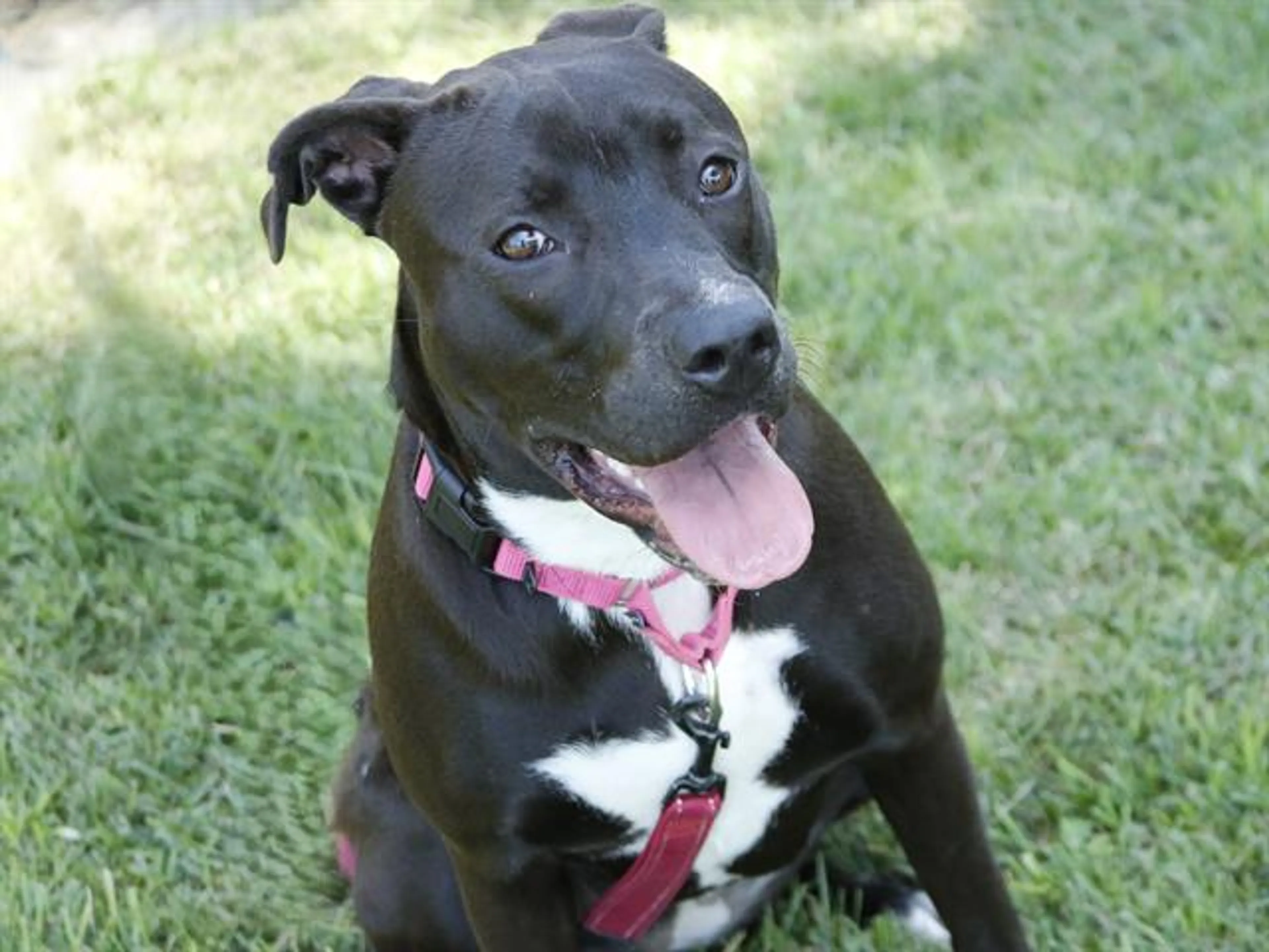 cdn image