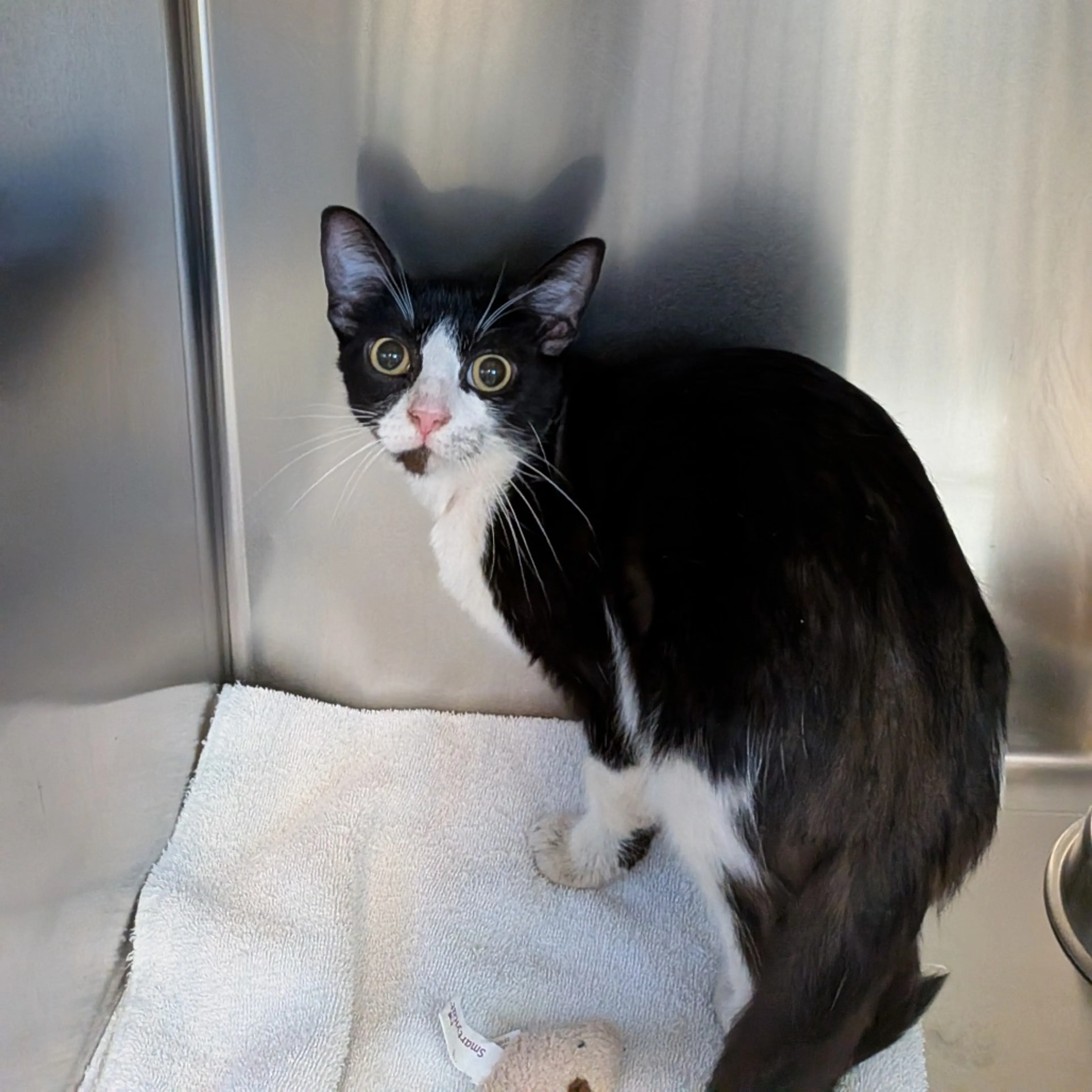 cdn image
