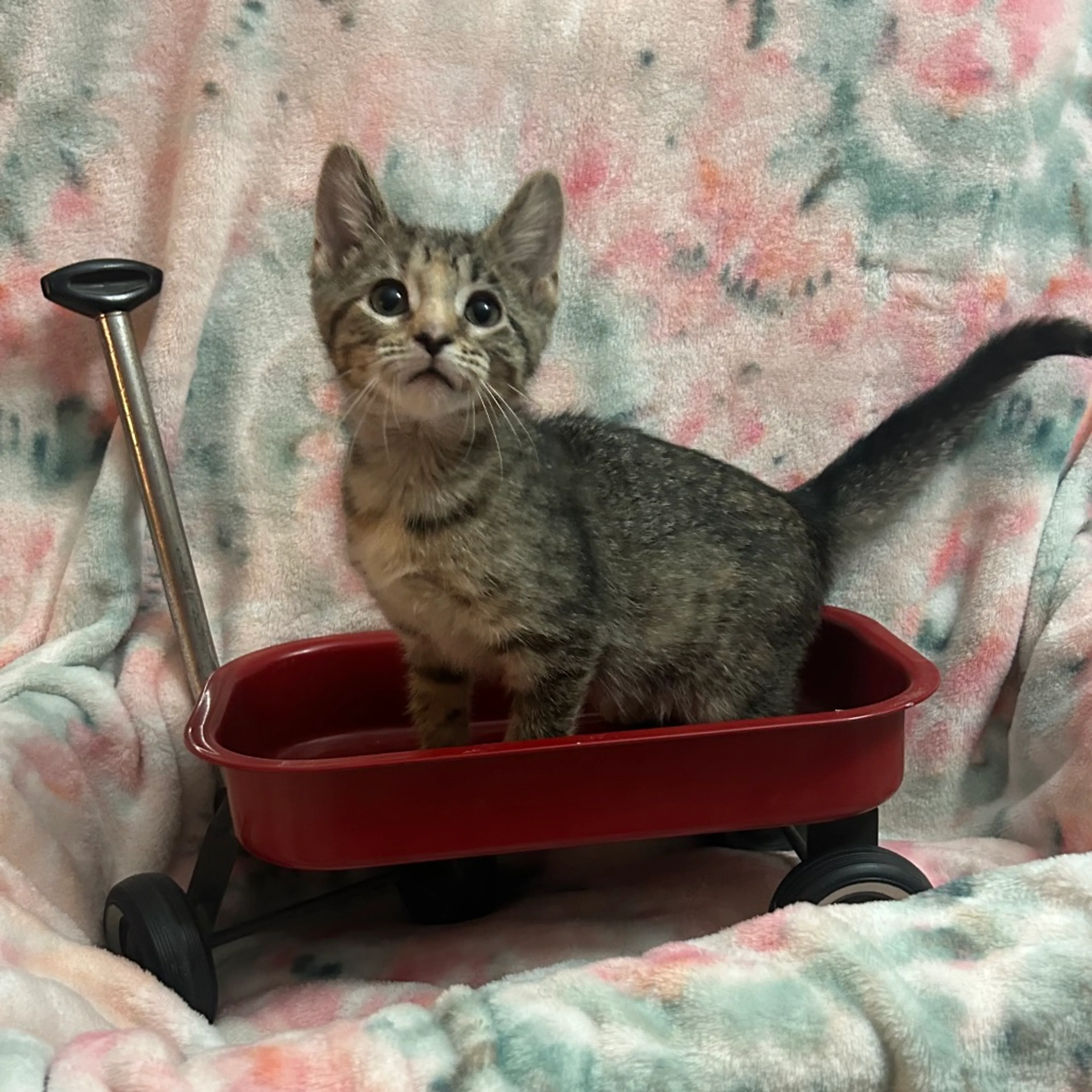 cdn image