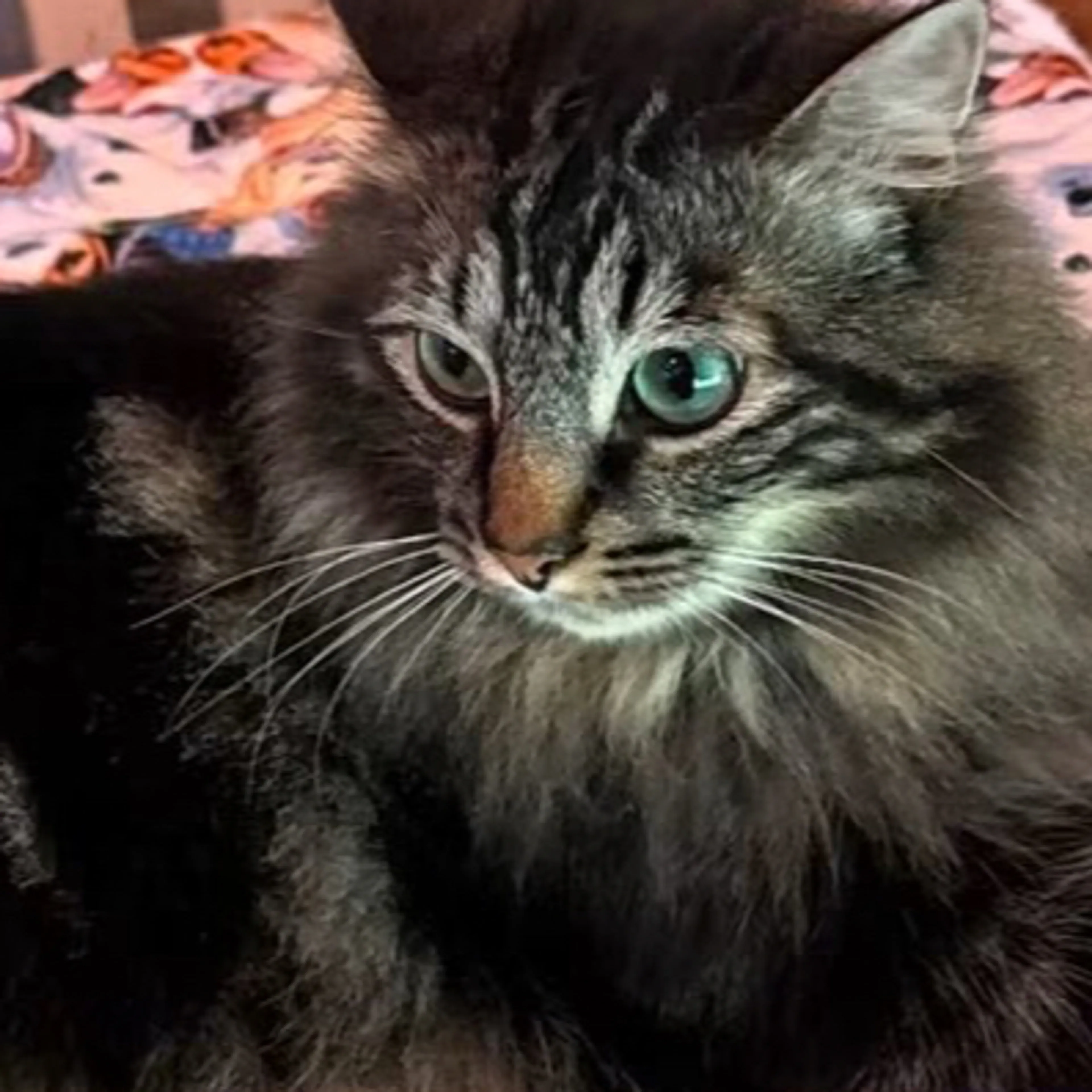 cdn image