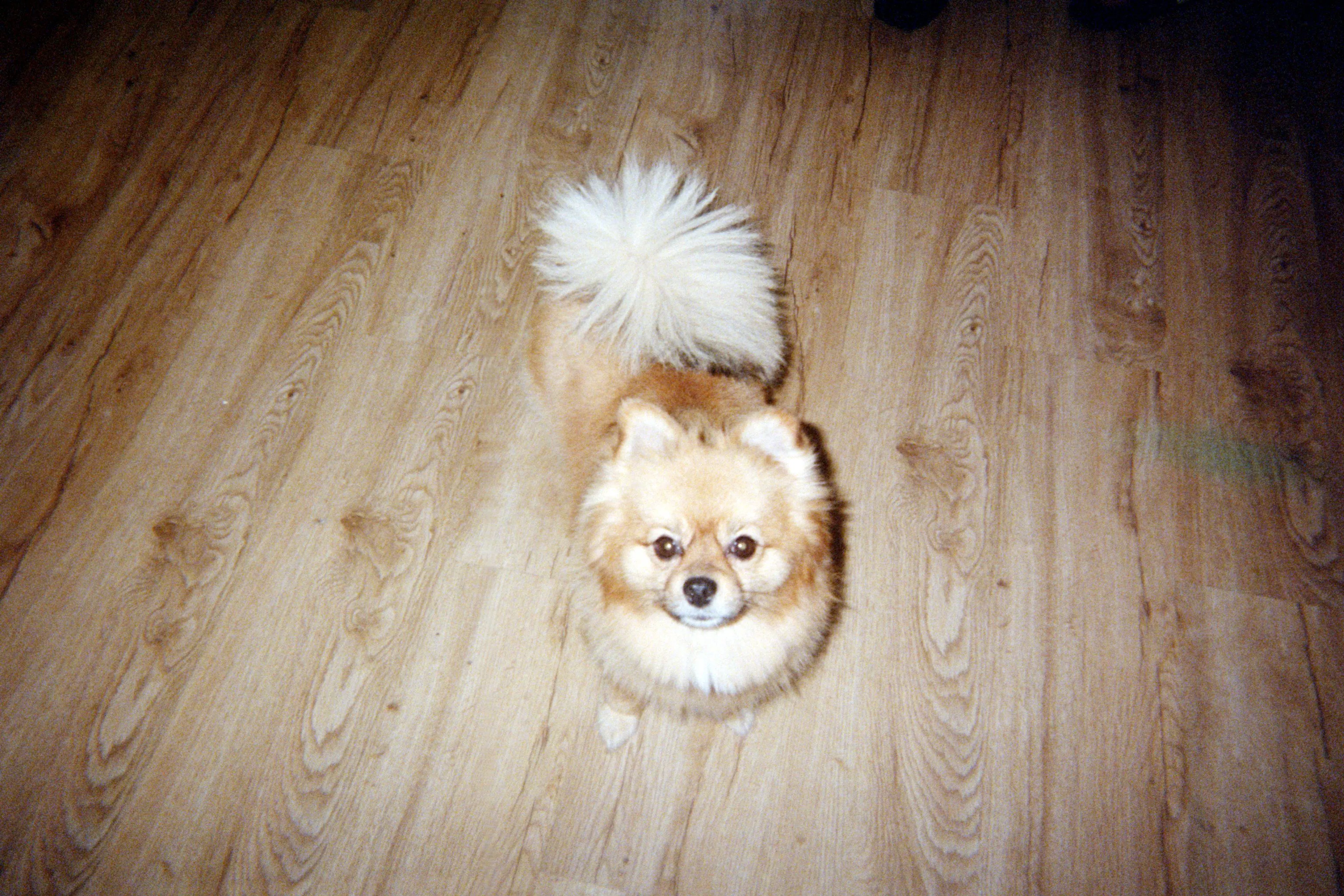 cdn image