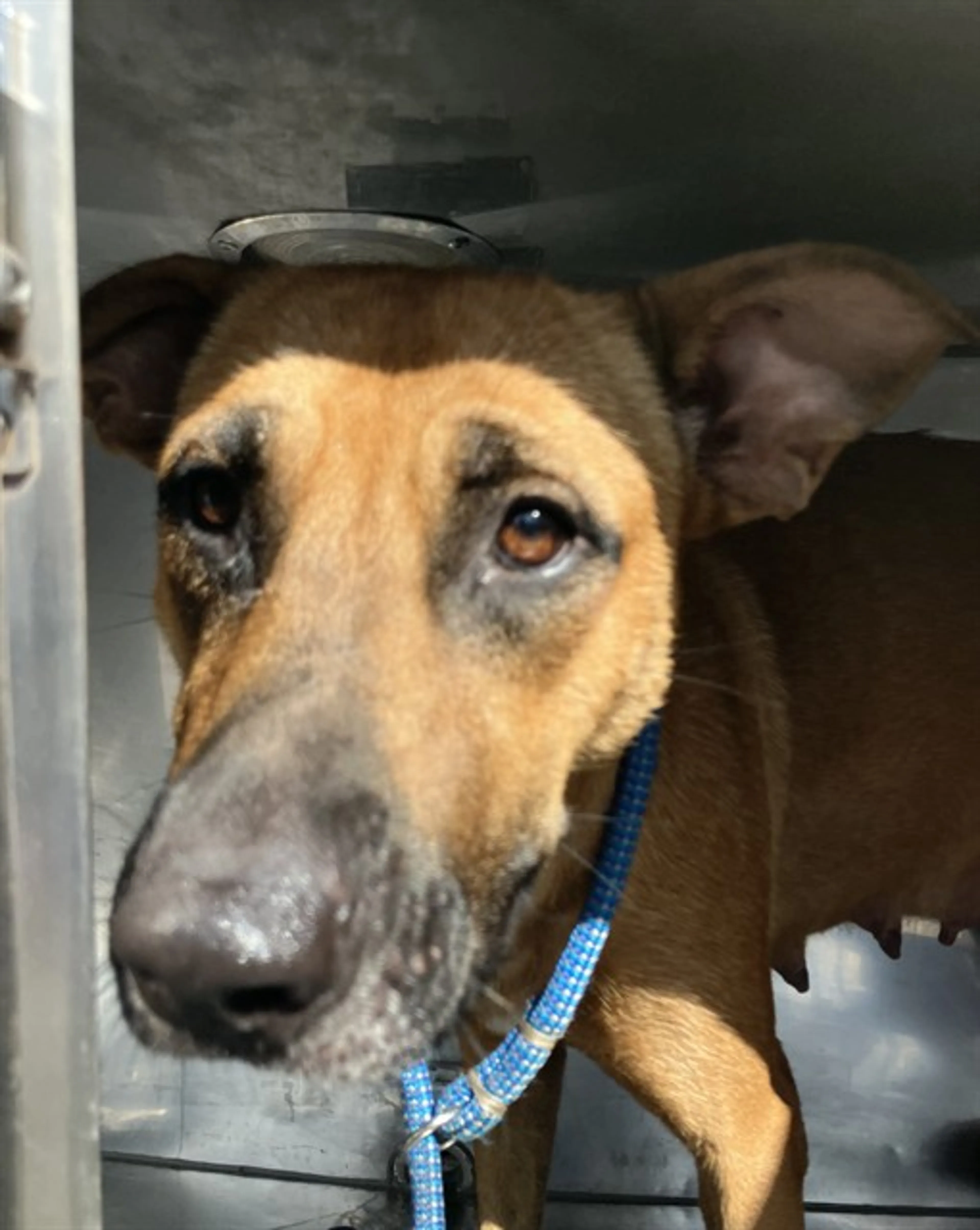 cdn image