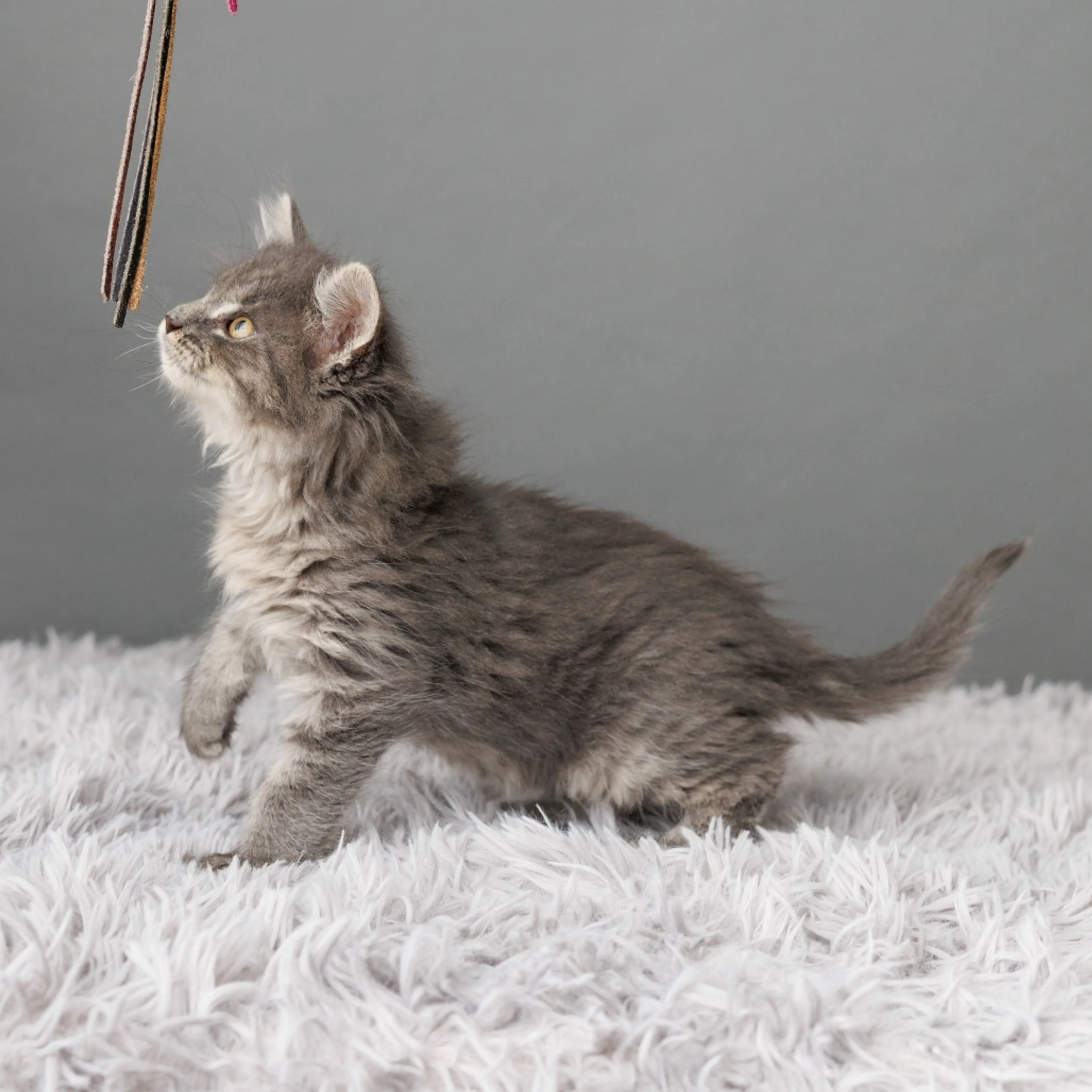 cdn image