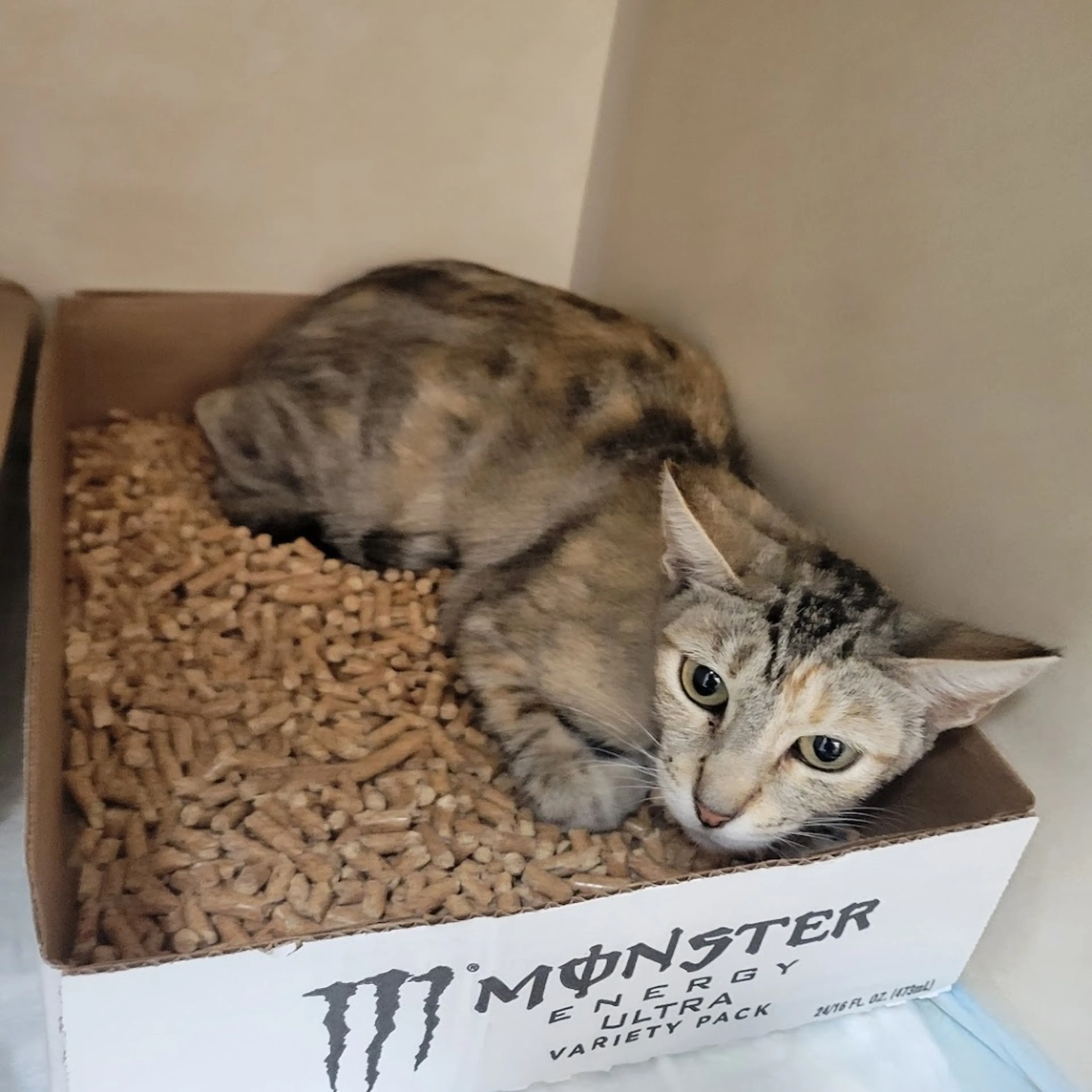 cdn image