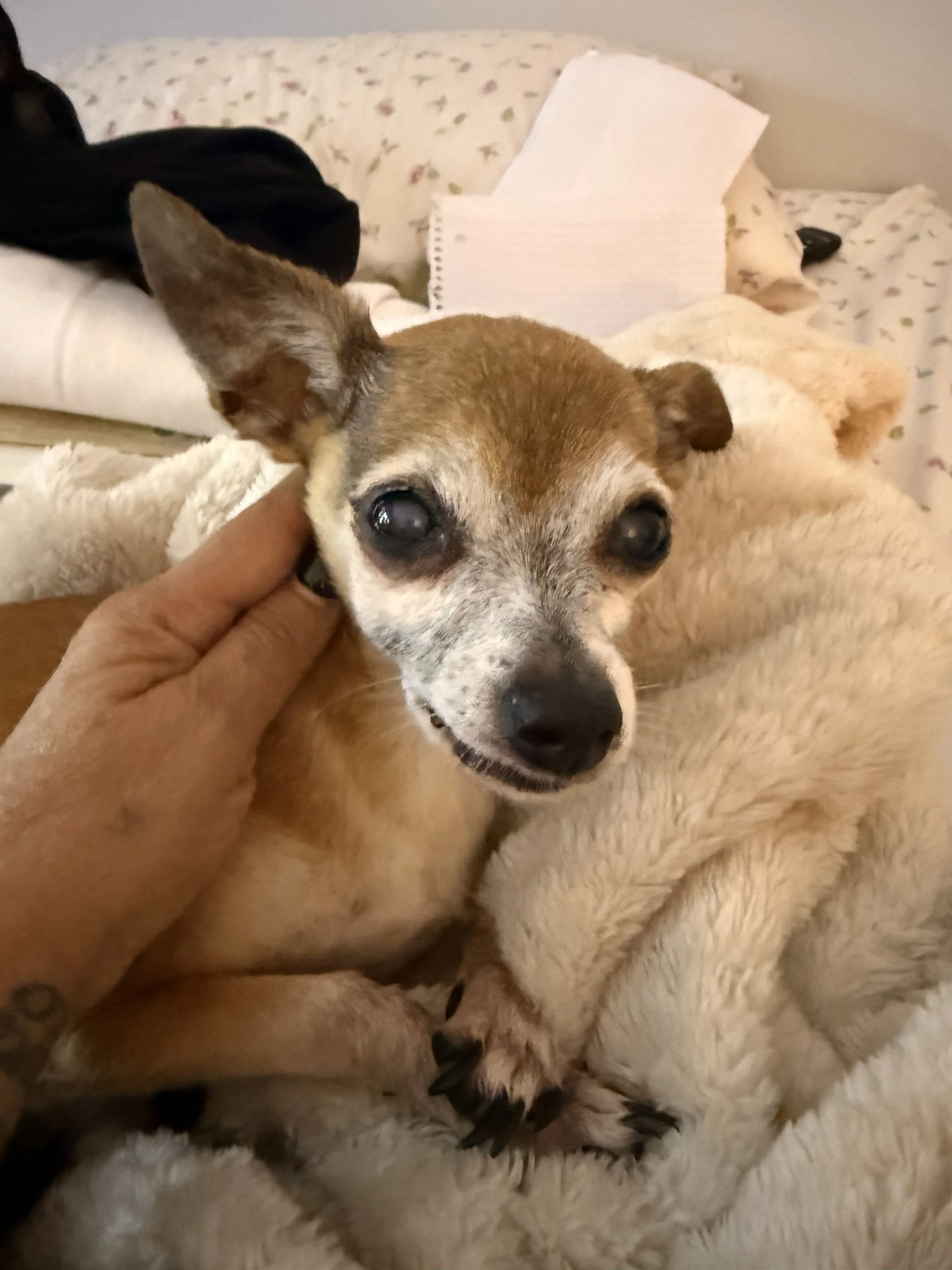 cdn image