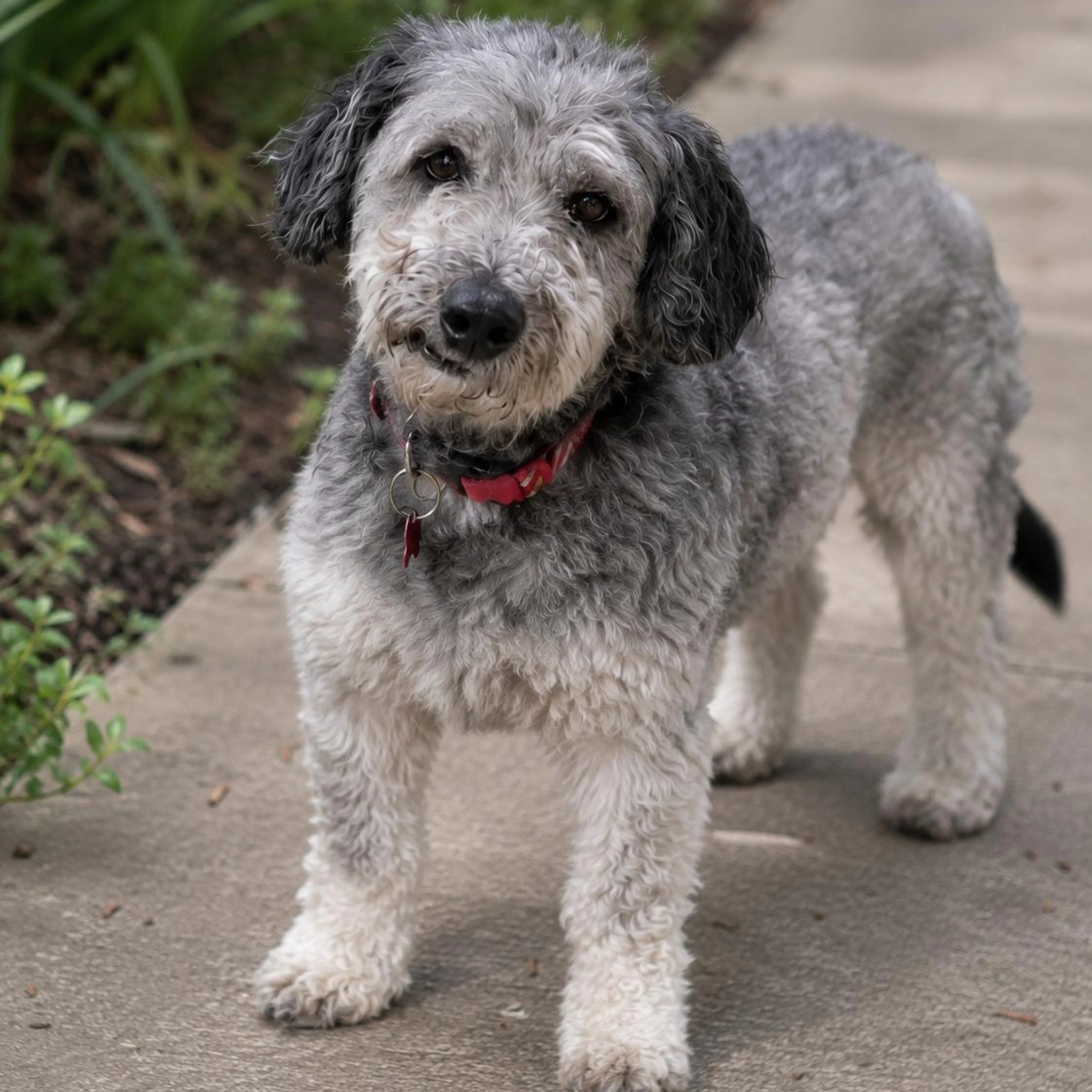 cdn image