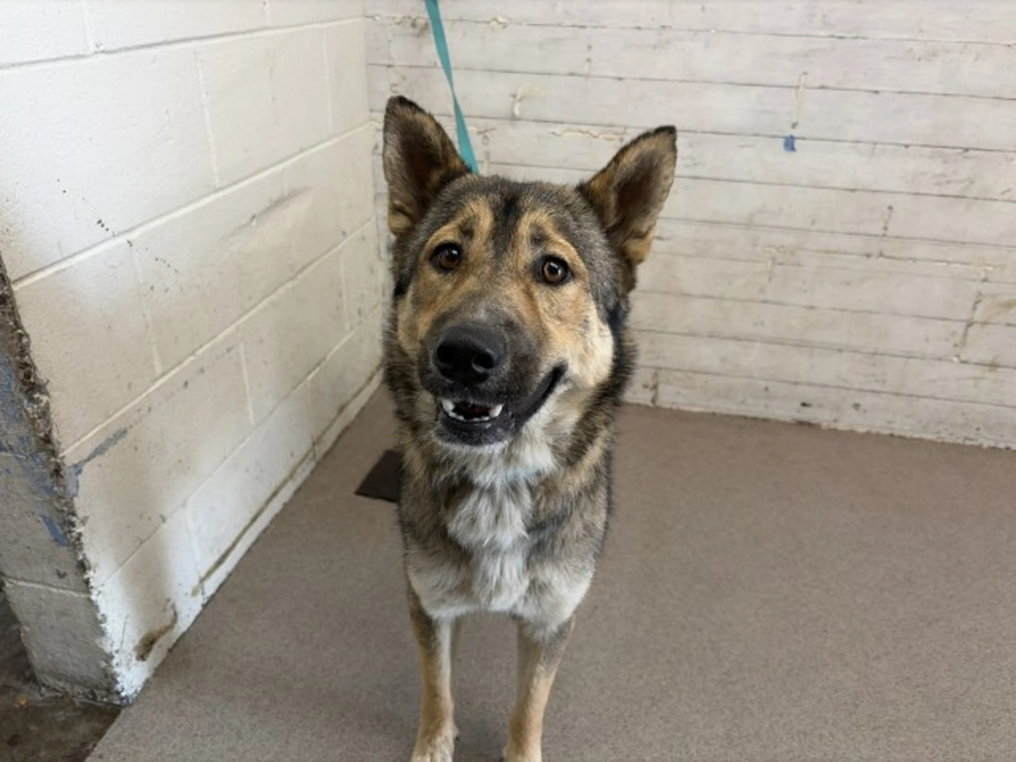 cdn image