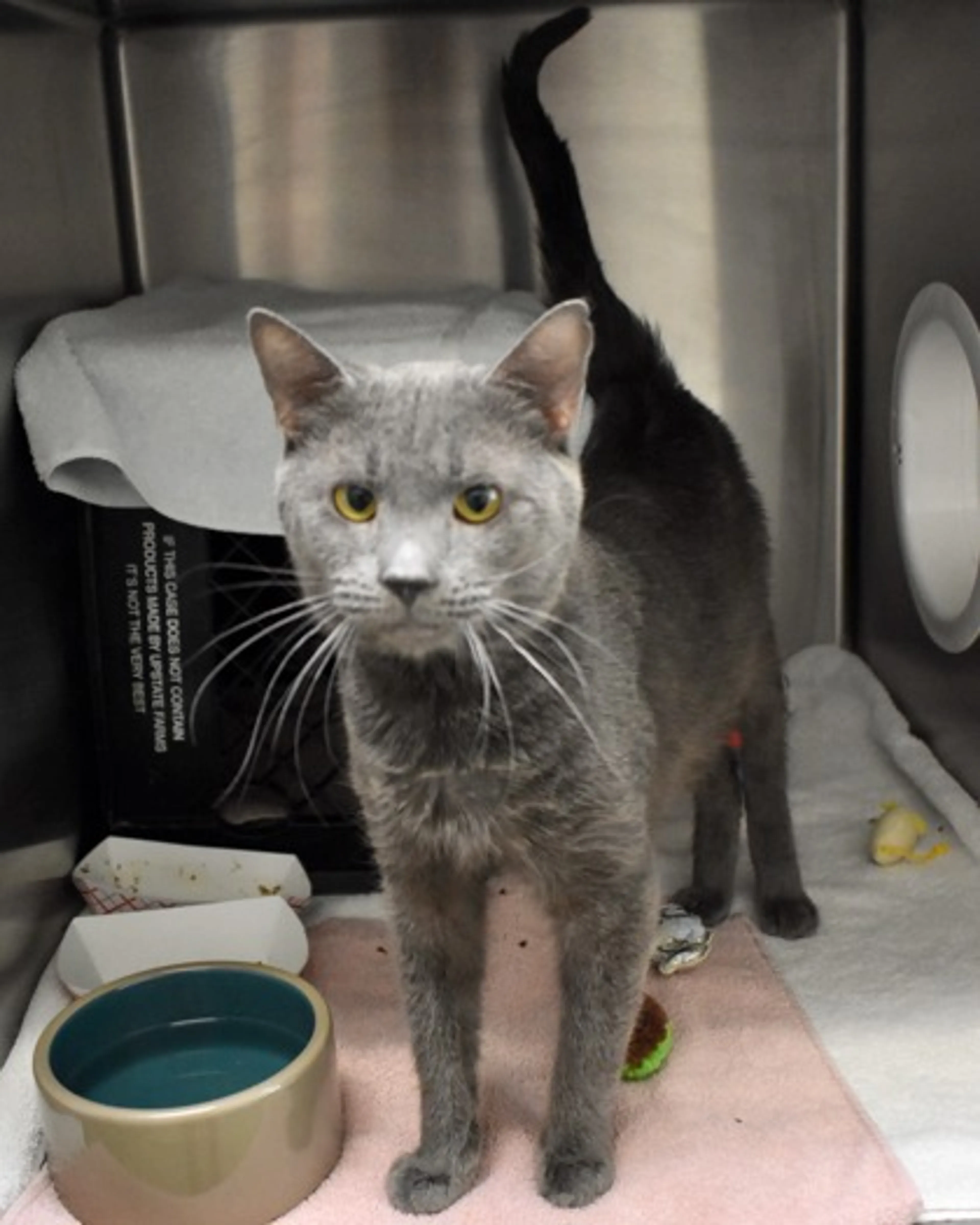 cdn image